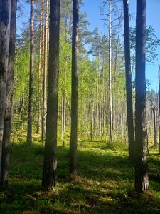 Forest lake