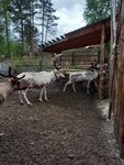 Олений Двор (zheleznodorozhnaya stantsiya Loparskaya, dachnoye nekommercheskoye tovarishchestvo Severnoye Siyaniye, 15) ، الرحلات
