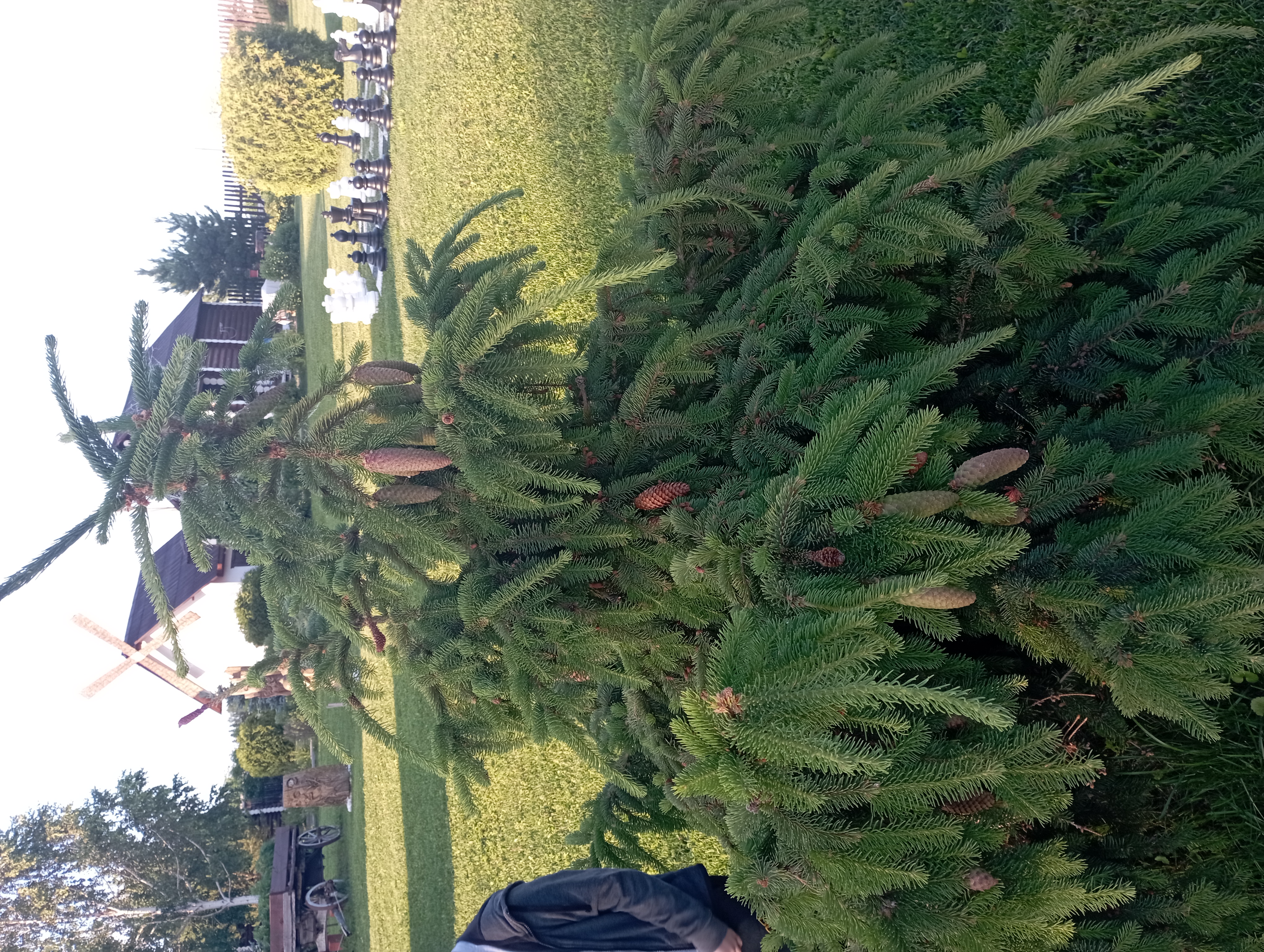 Фото Берендей