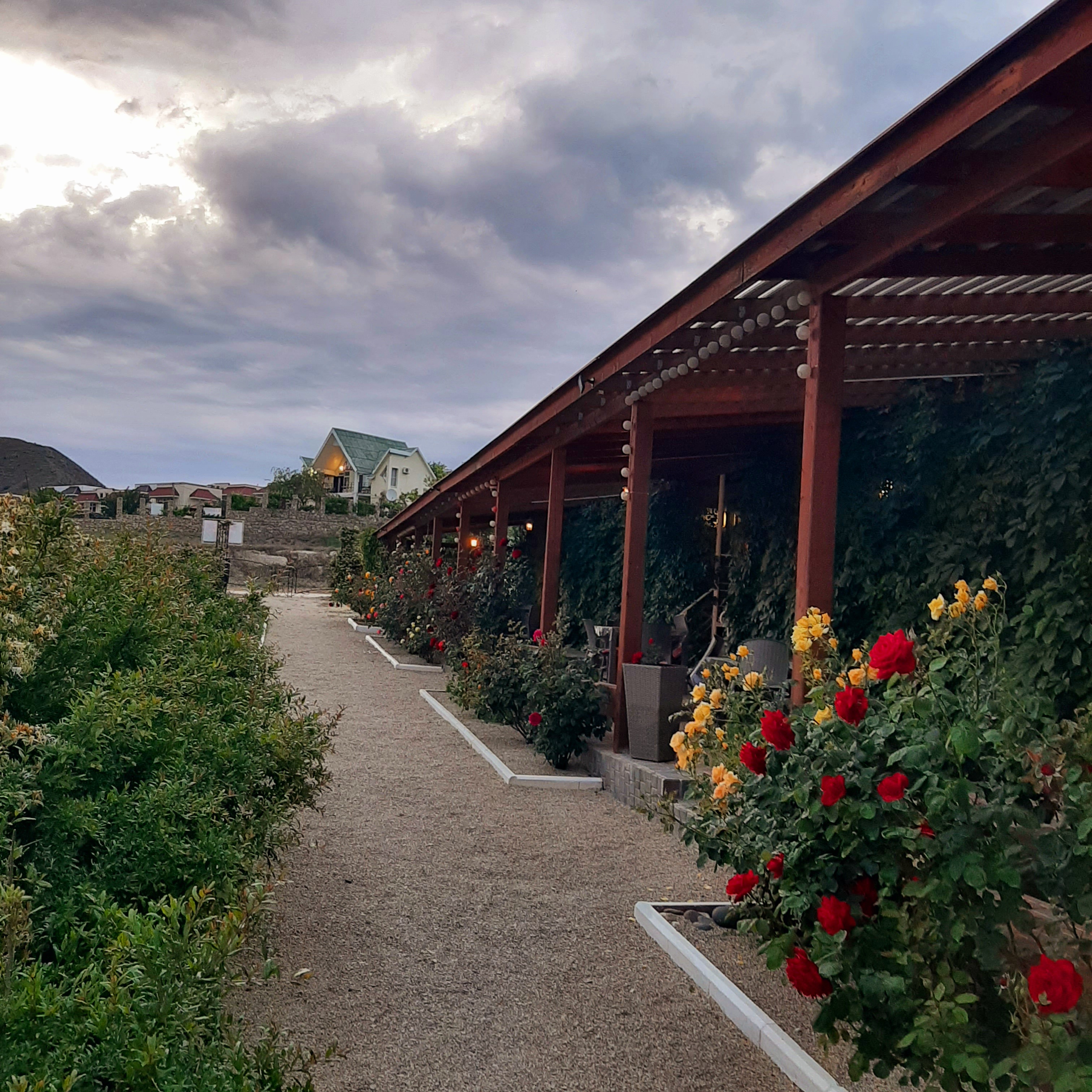 Фото Кактус