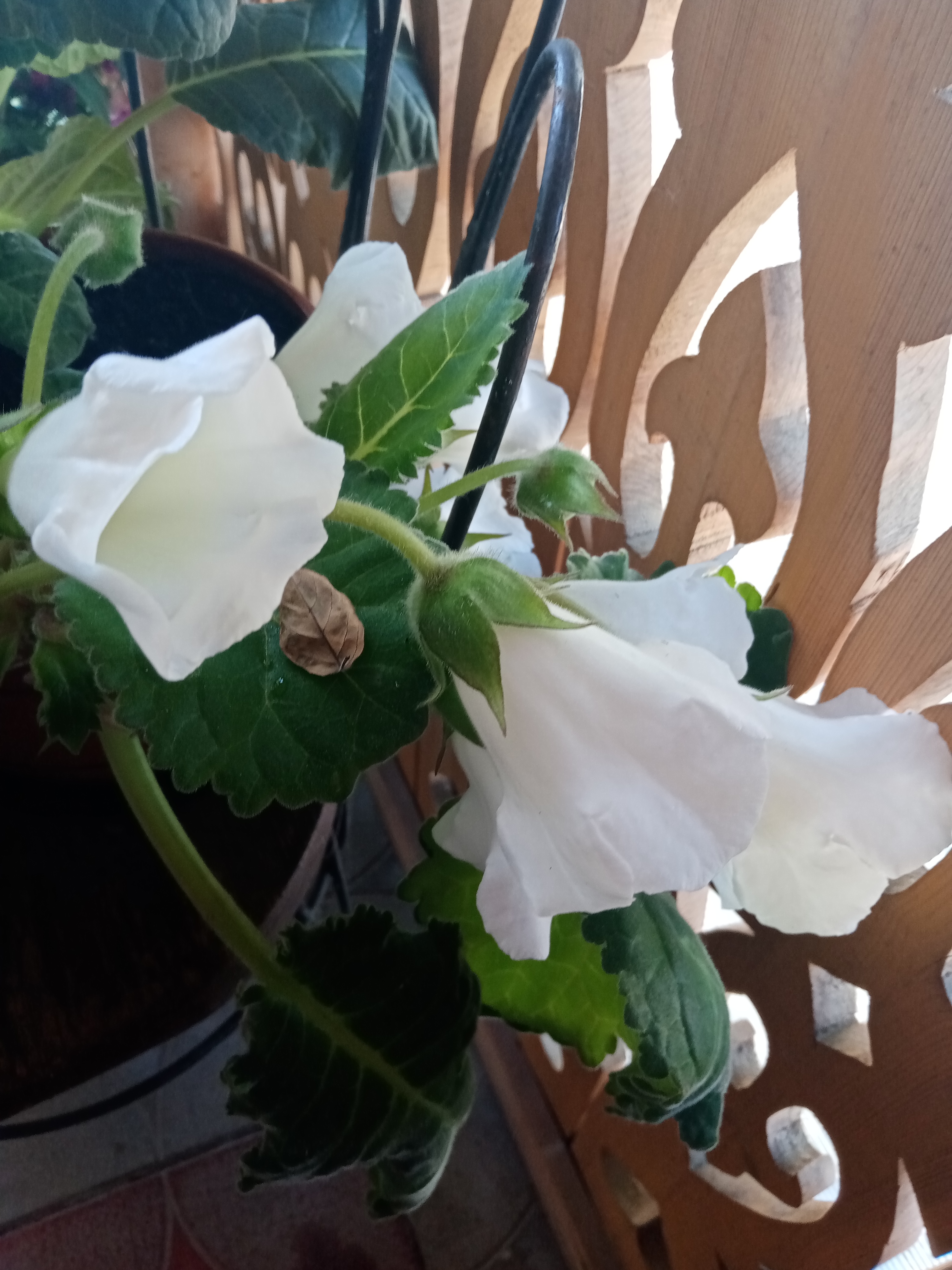 Фото Августин