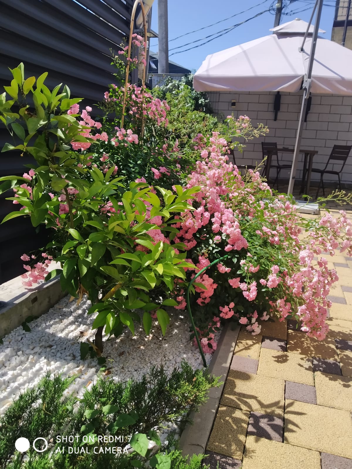 Фото Madisson RoDina