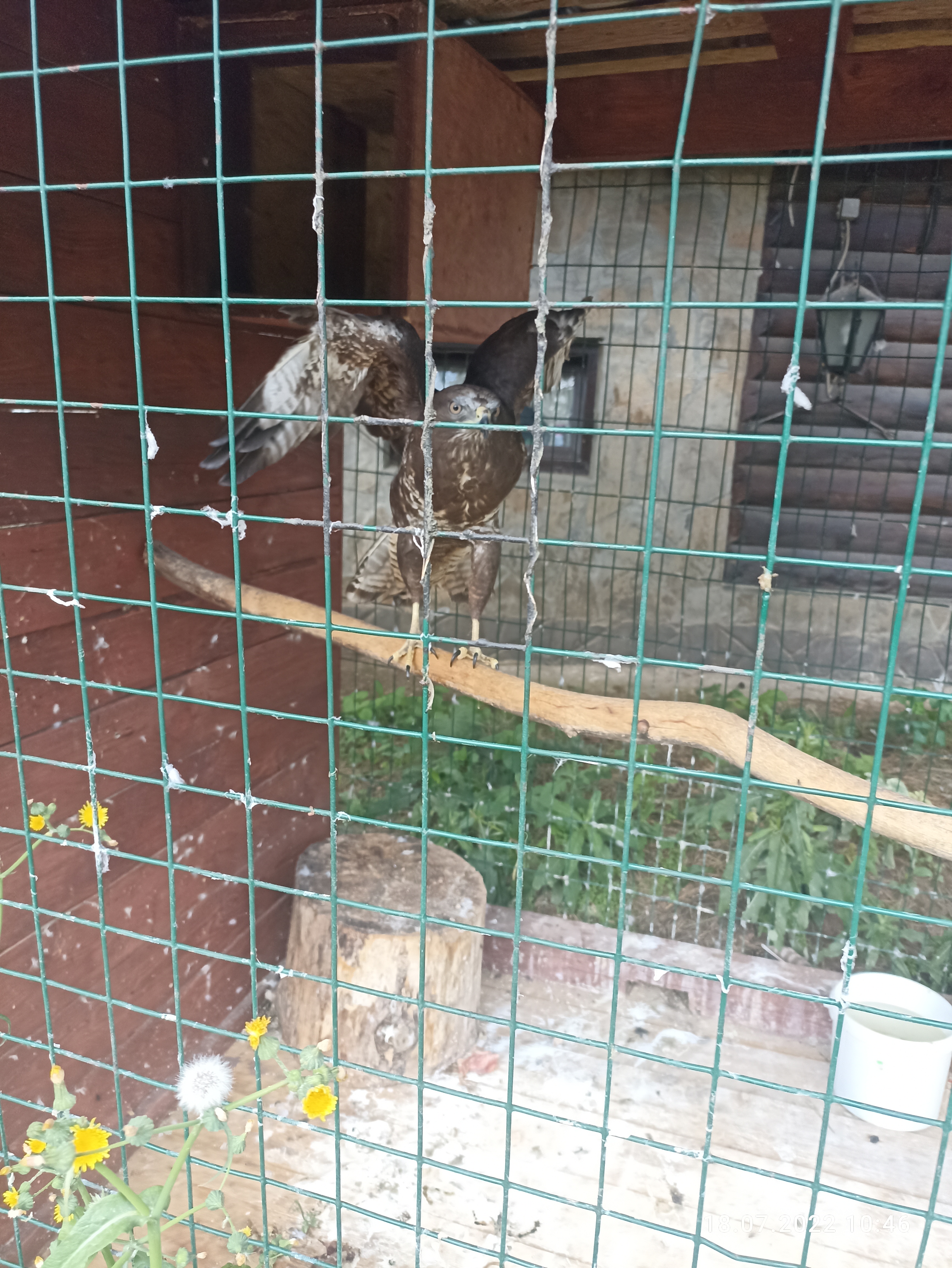 Фото Соколиное Гнездо