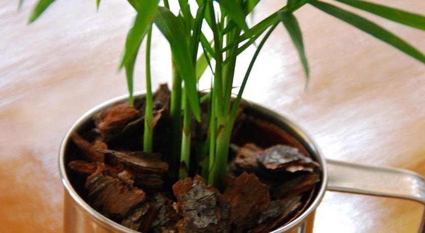 Фото Bamboo Guest House