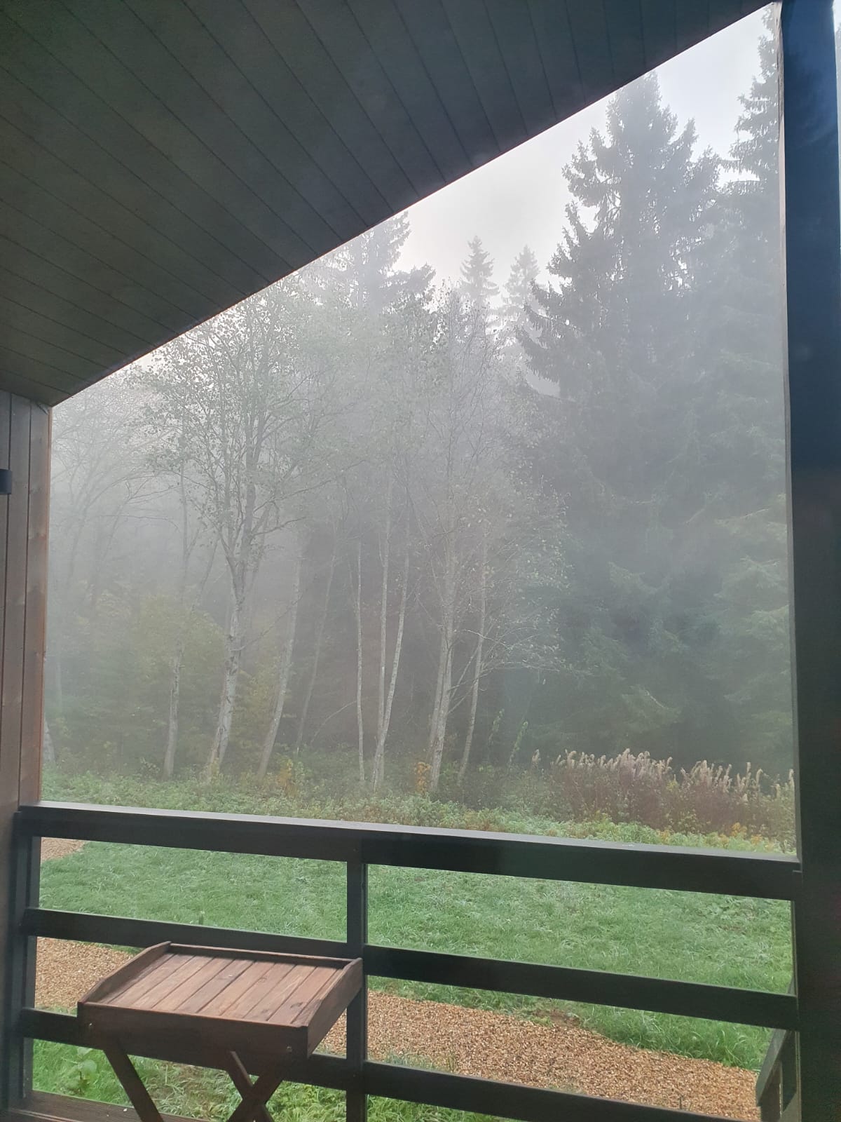 Фото Pine Forest