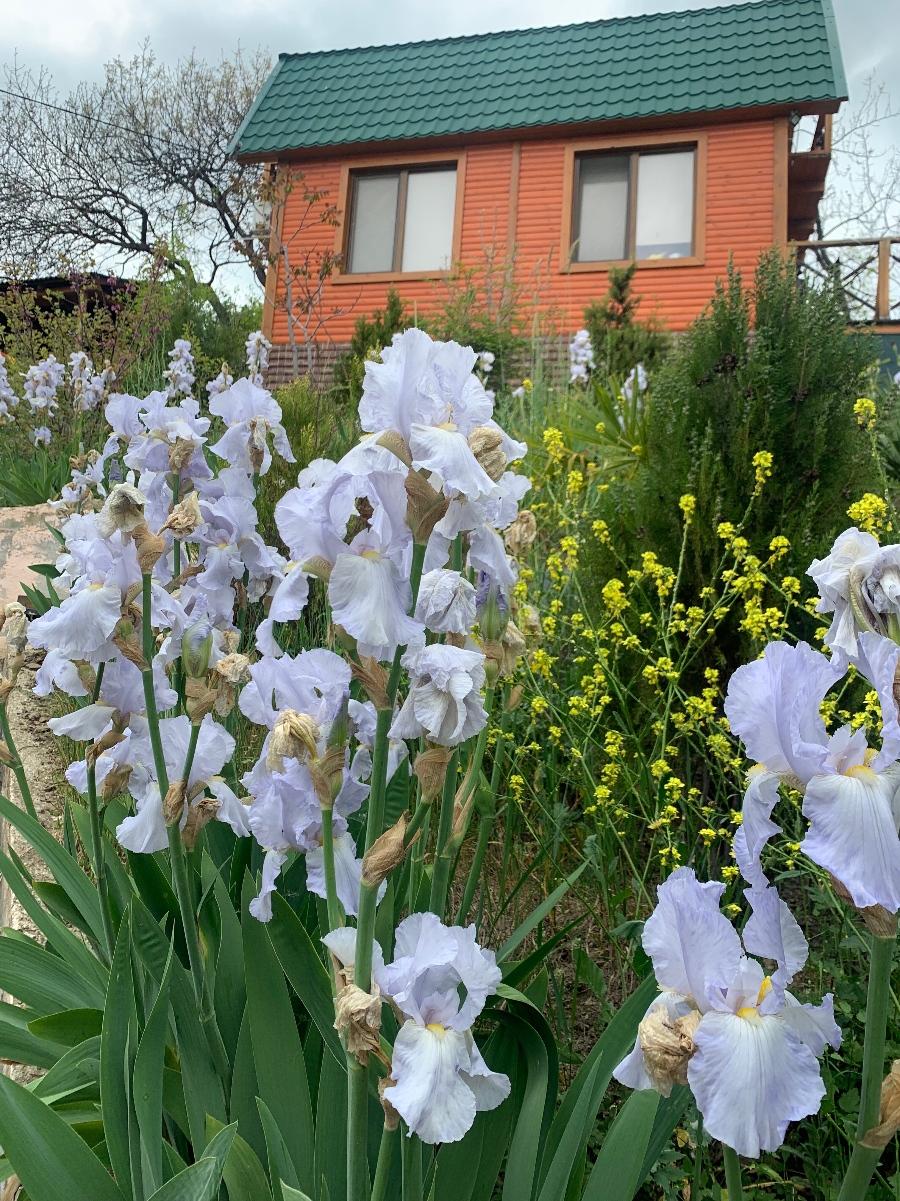 Фото Эспаньола