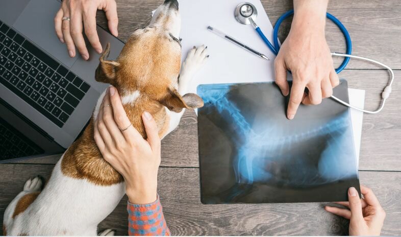 Veterinary clinic British Veterinary Hospital-Er, Dubai, photo