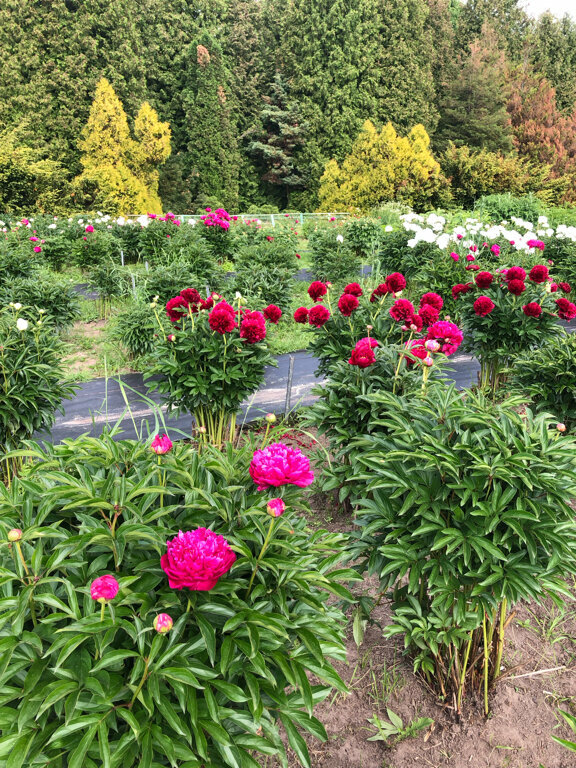 Garden Volga Region State Technological University, Botanical Garden-Institute, Yoshkar‑Ola, photo
