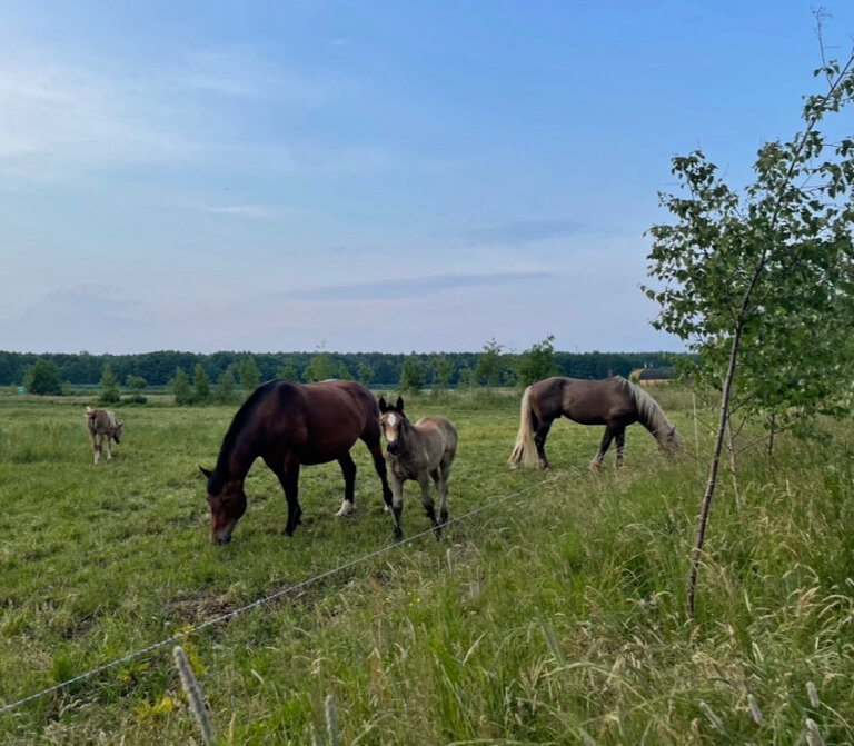 Фото Лосиный двор