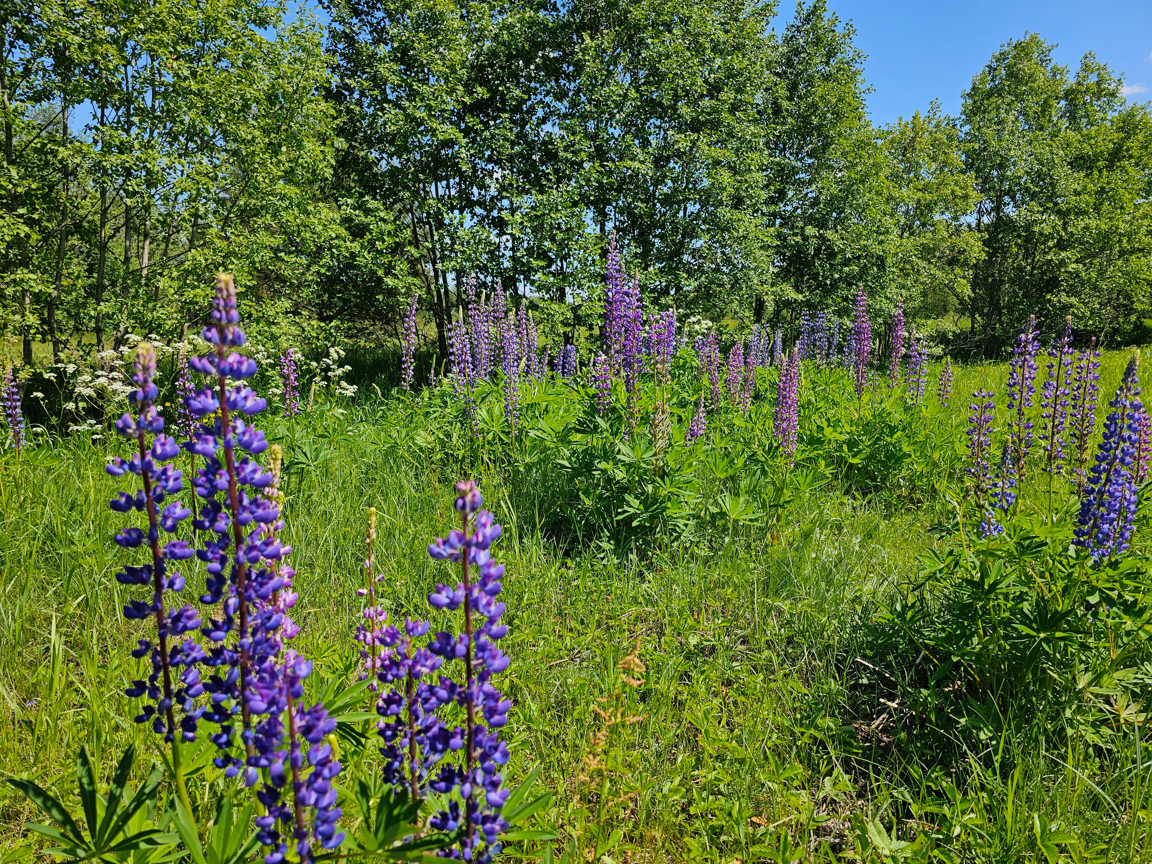 Фото Медведица