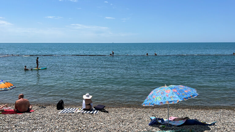 Фото Пальма