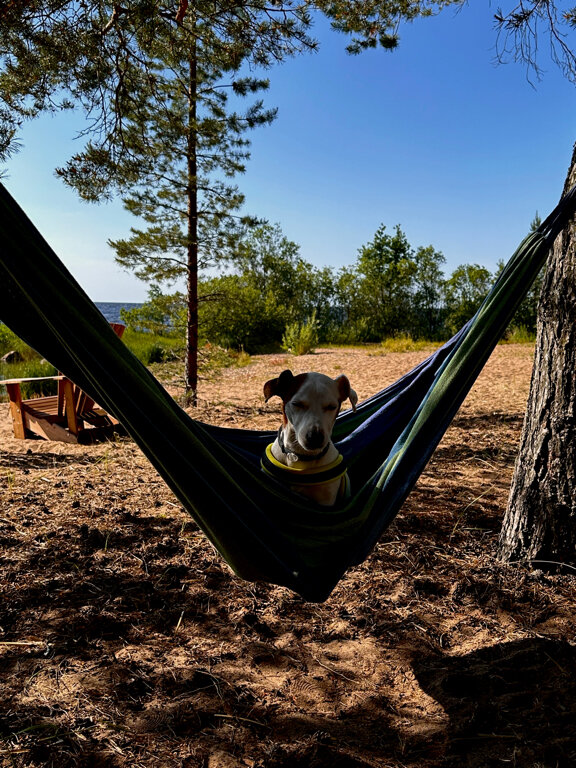 Фото Вéззика