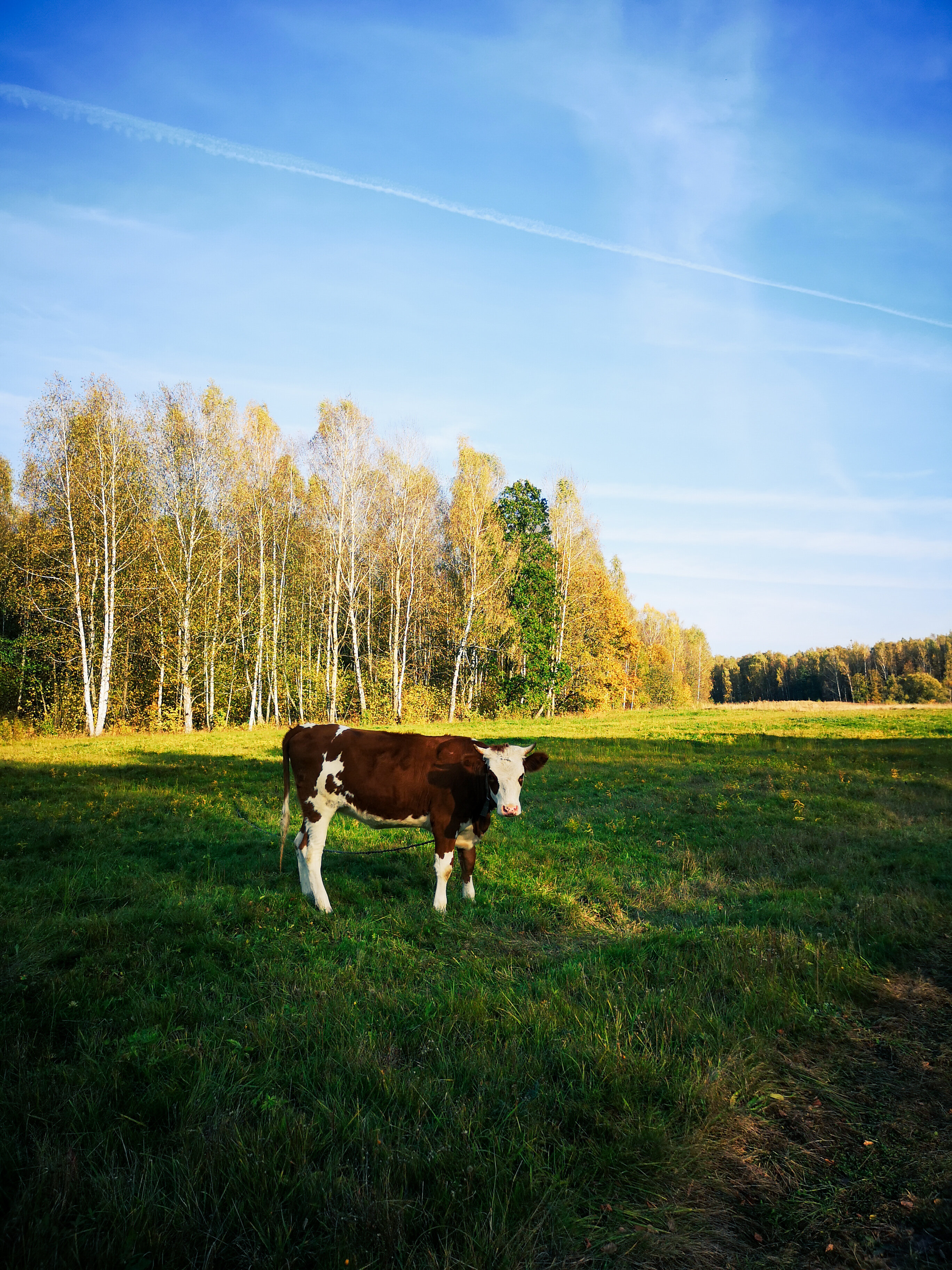 Фото Малина