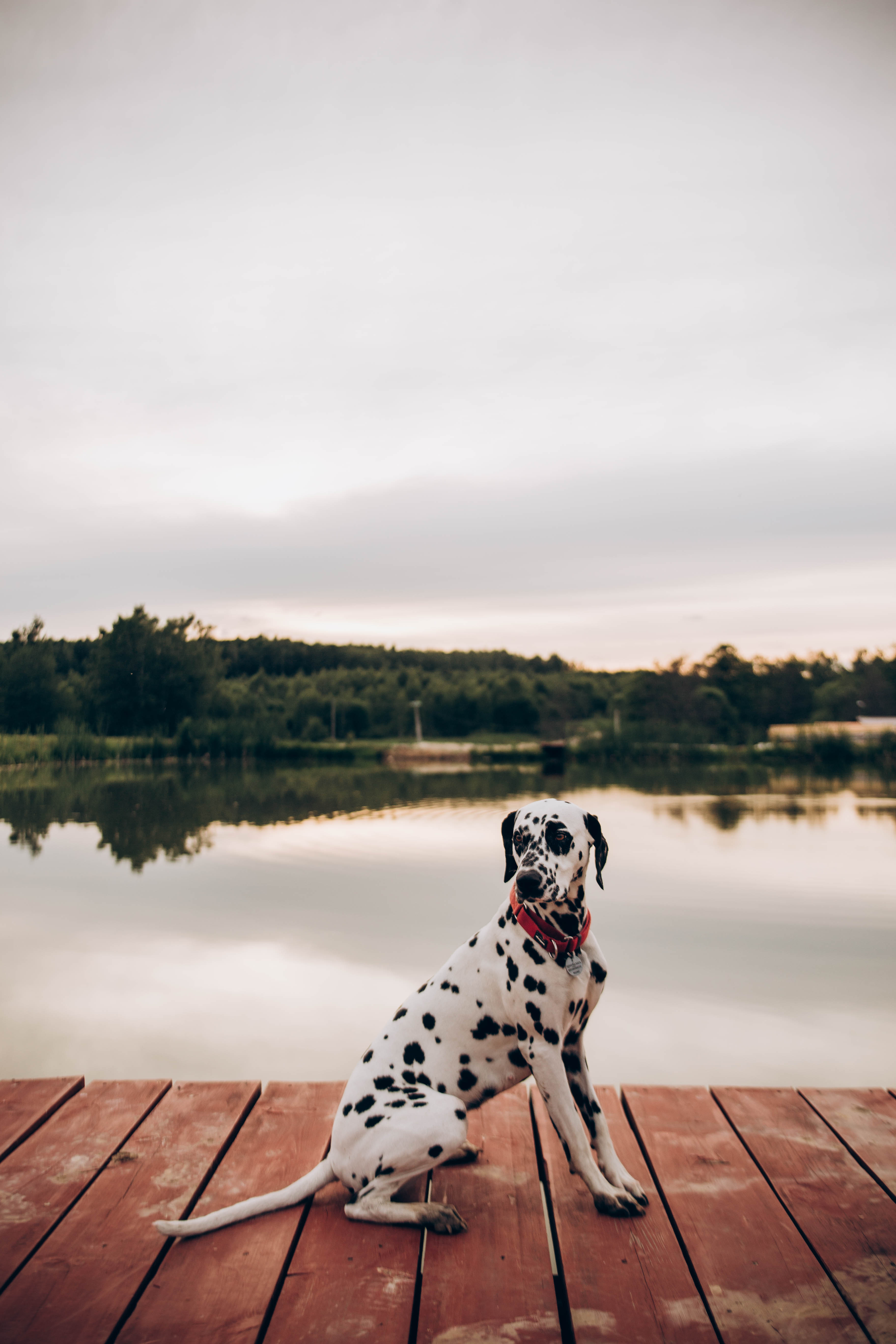 Фото Малина