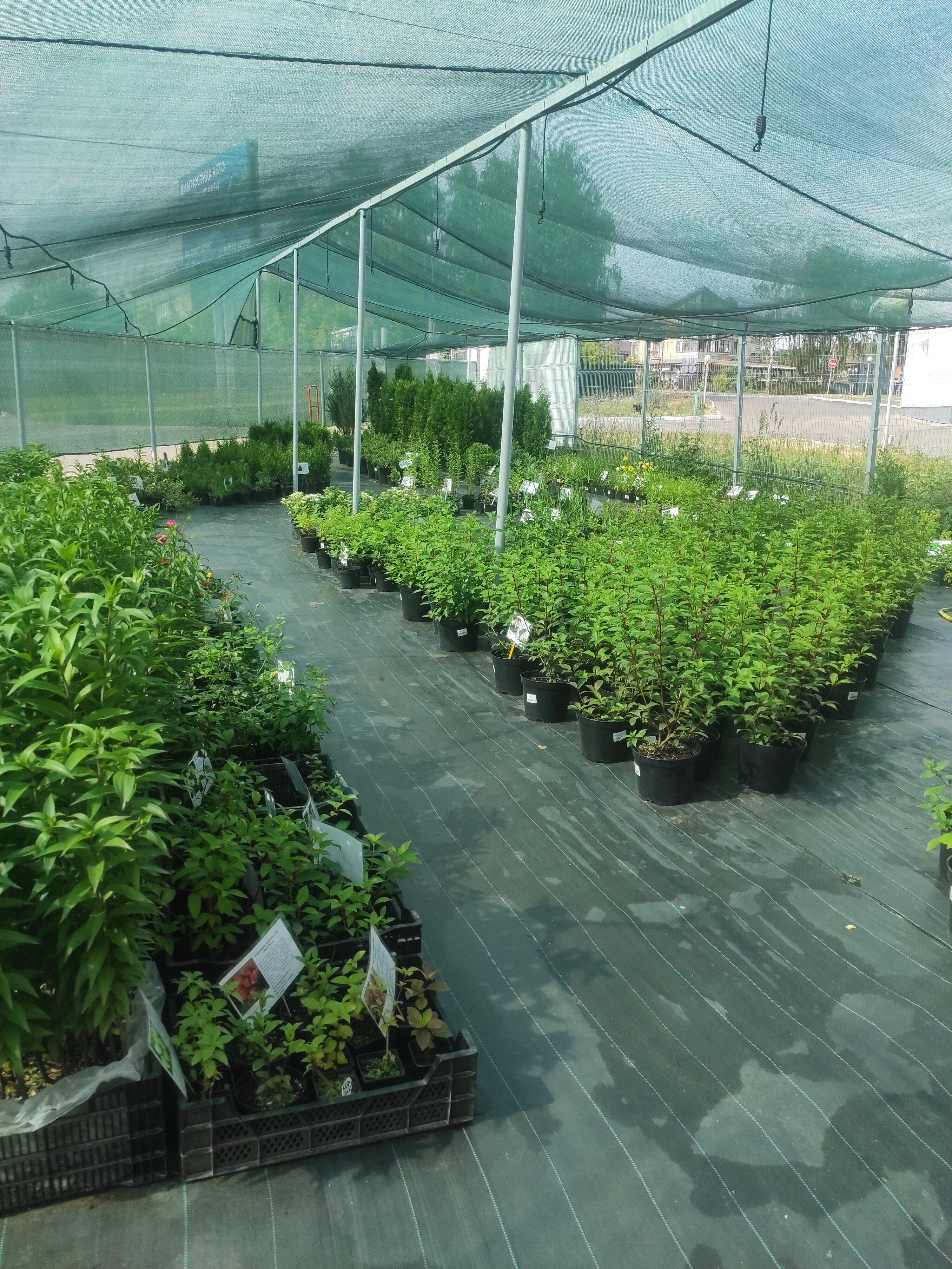 Сад с иголочки, garden center, Izhevsk, Lesozavodskaya ulitsa, 292 — Yande...