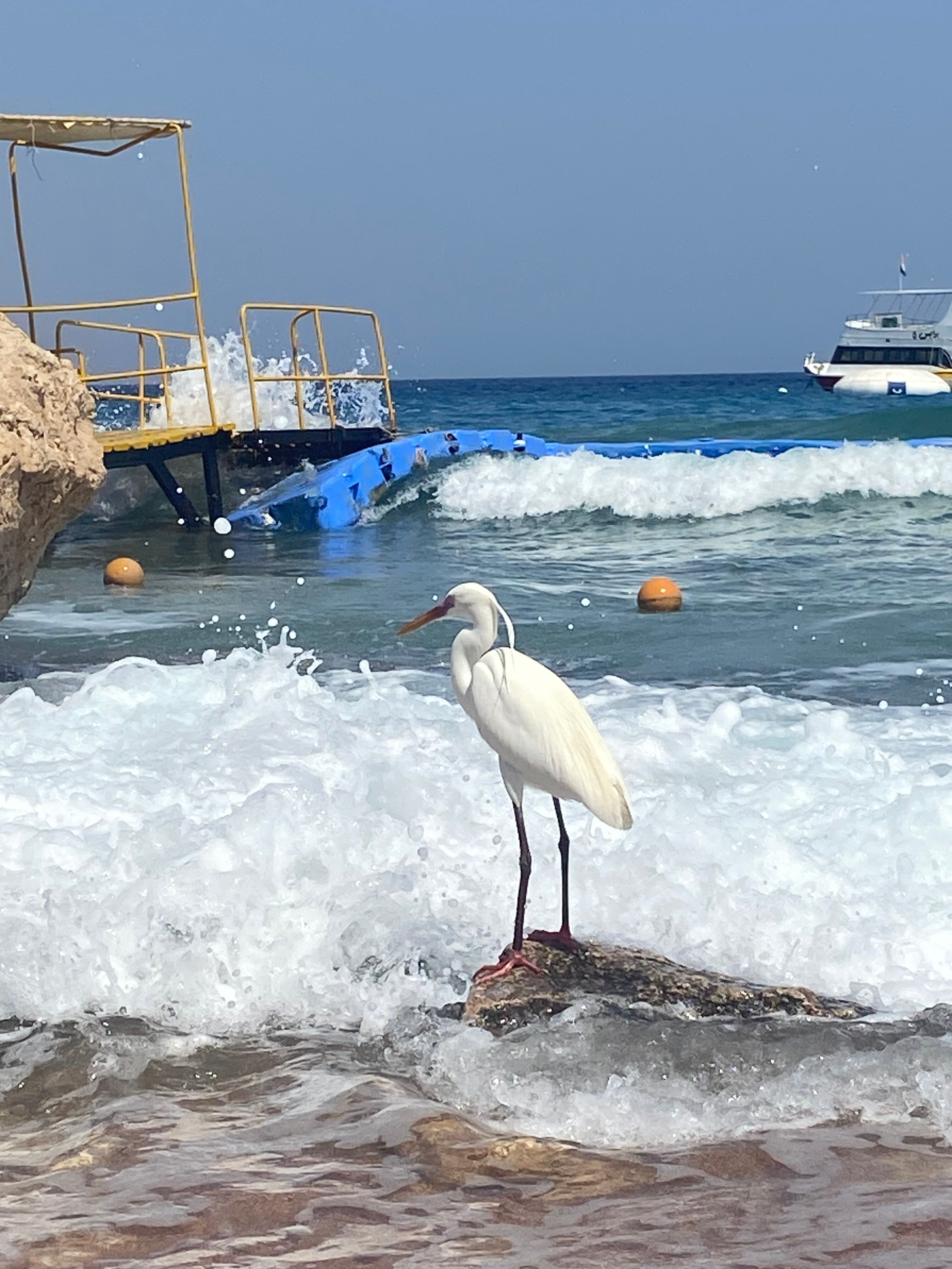 Фото Concorde El Salam Sharm El Sheikh Front Hotel