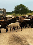 Живые бараны (derevnya Velichkovo, 209С), intensive animal farming