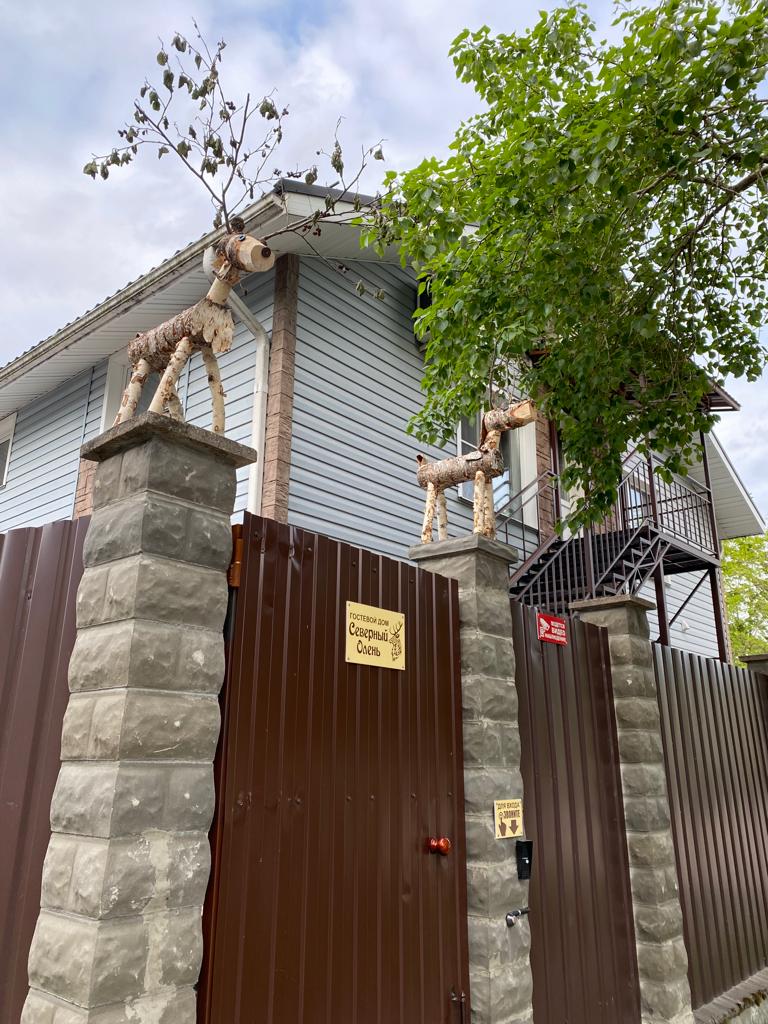 Фото Северный олень