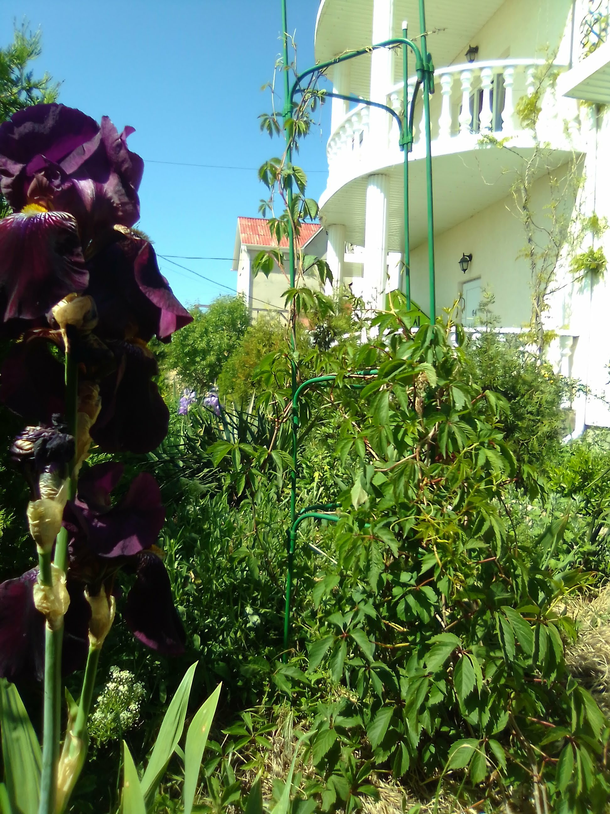 Фото Империал