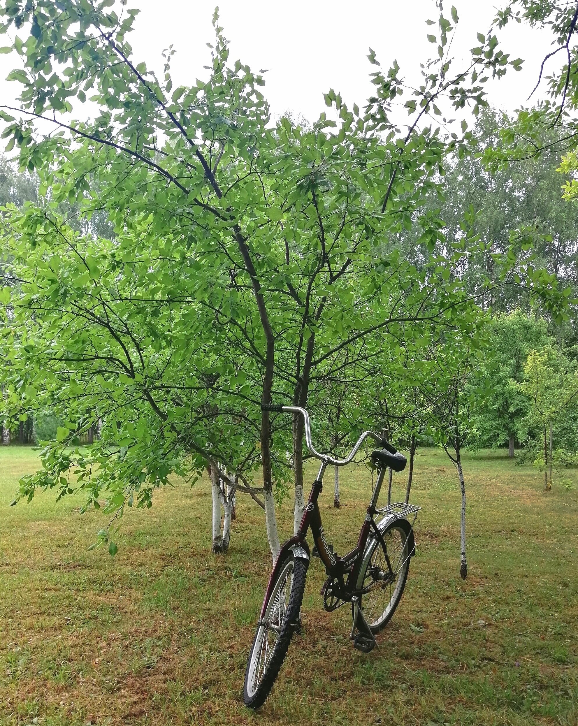 Фото Волжанка