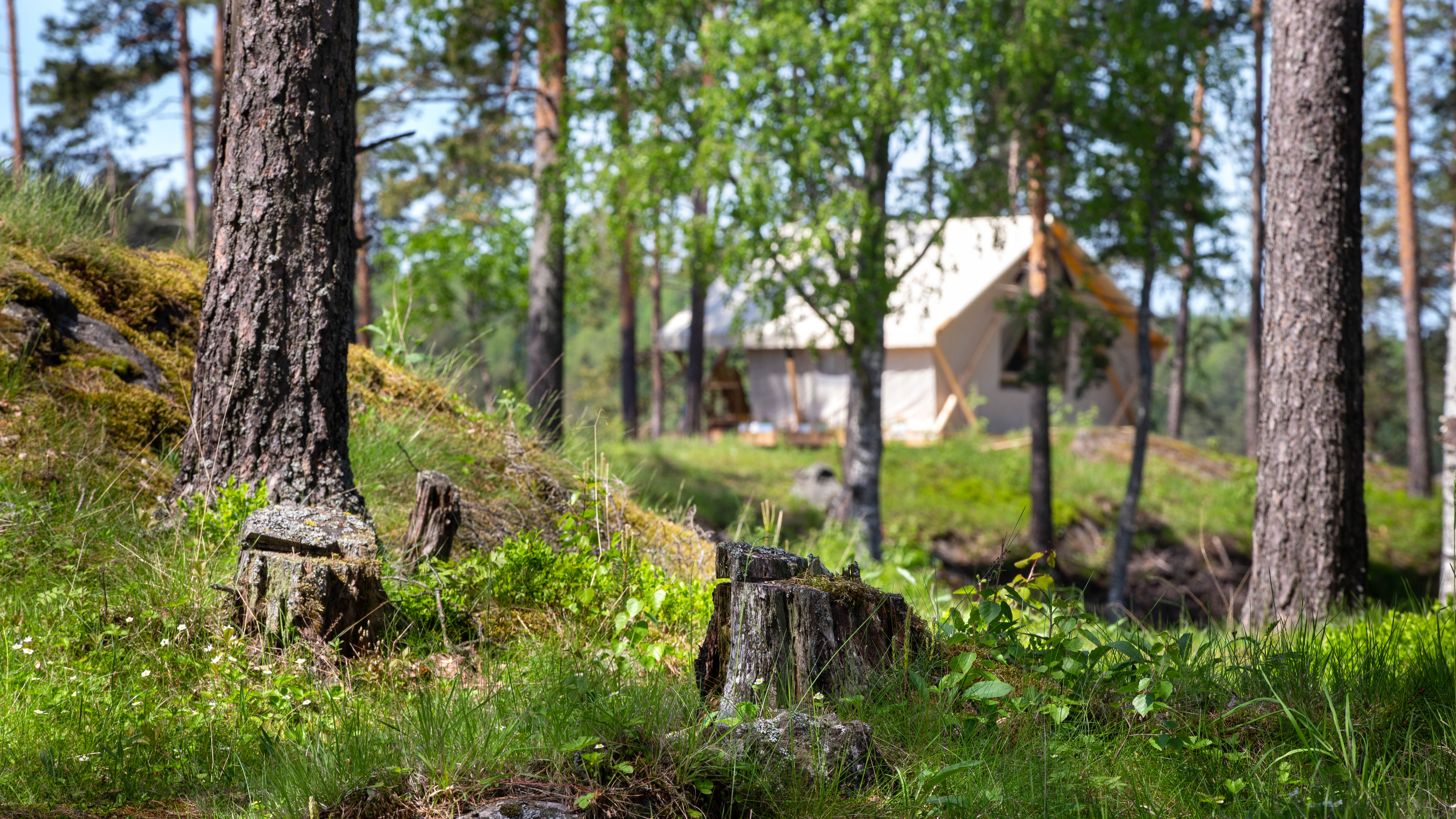 Фото Смородина