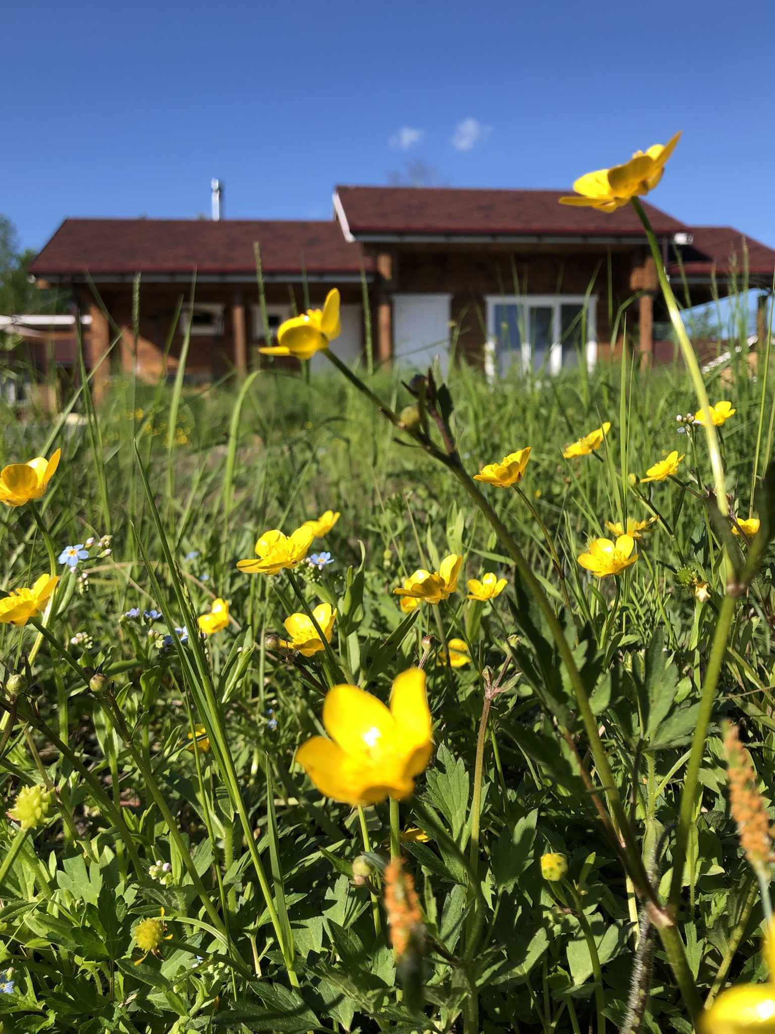 Фото Крокус