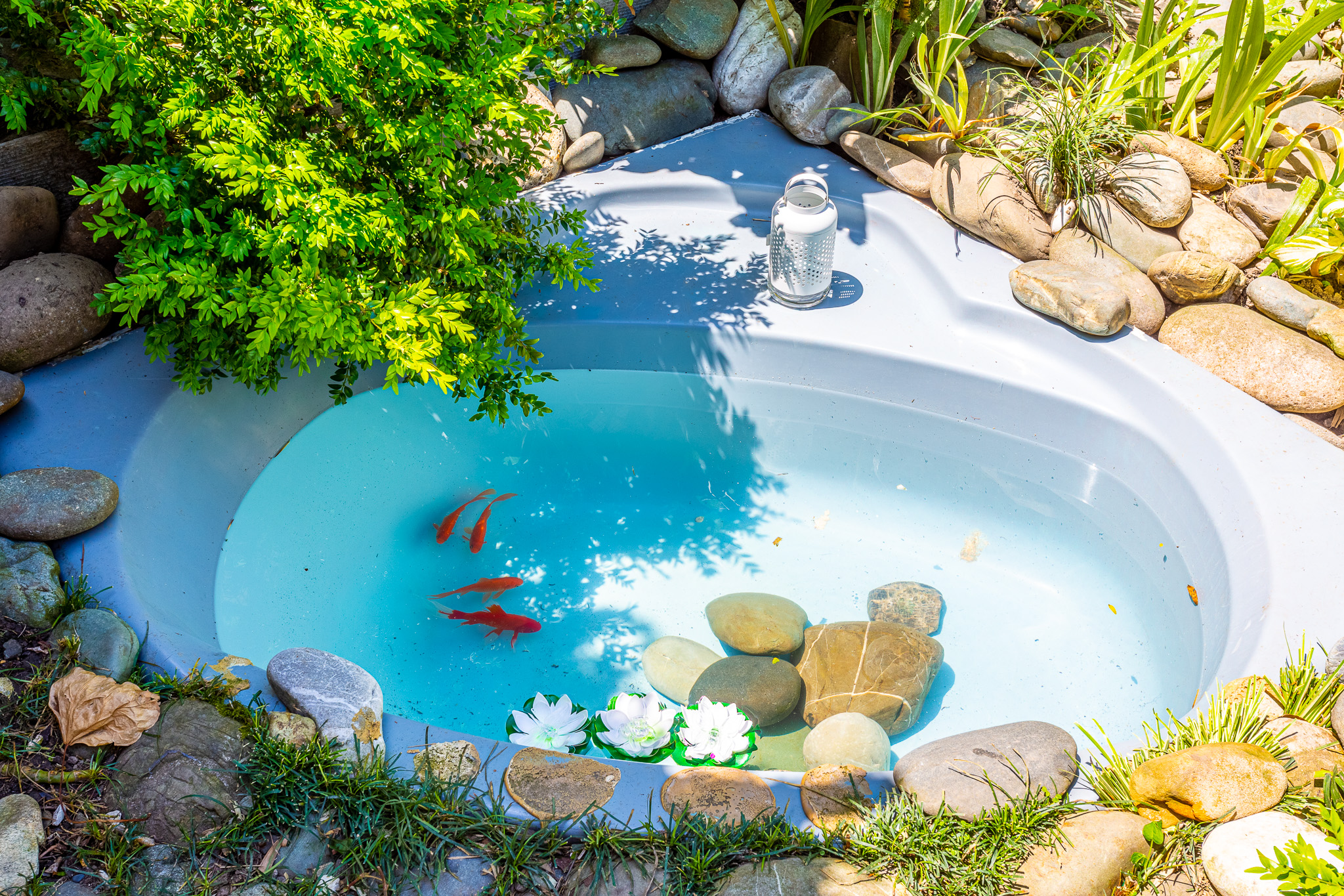 Фото Бамбук хутор