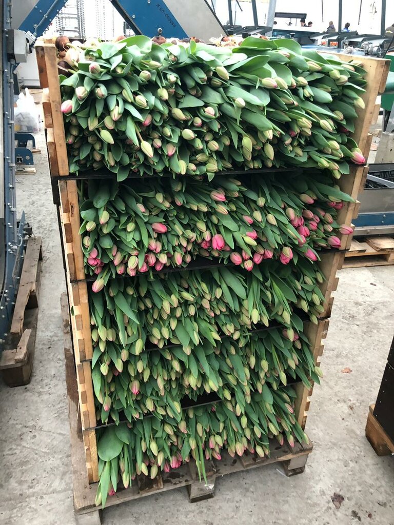 Flowers and bouquets delivery Tulpan Td Asabin - tulips wholesale Miass, Zlatoust, Chelyabinsk, Miass, photo