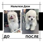 Grooming salon Miledy (ulitsa Tvardovskogo, 26), salón de mascota, peluquería de animales