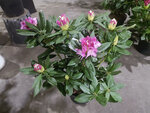 Floricoltura Pecettese (Piedmont, Provincia di Torino, Pecetto Torinese), flowers and bouquets delivery
