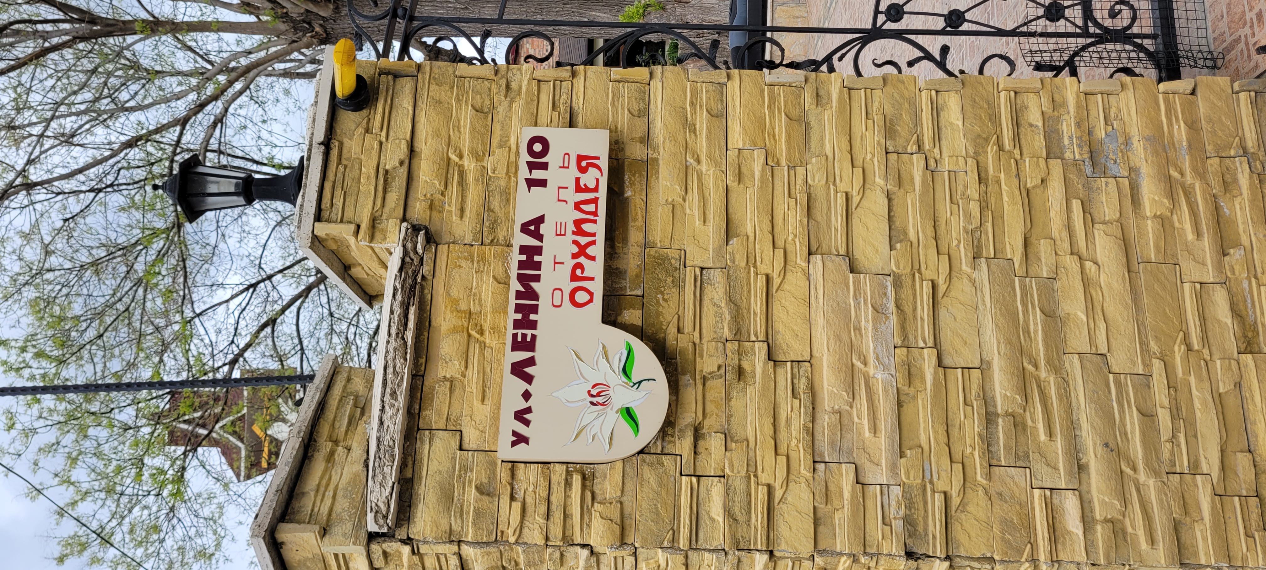 Фото Орхидея