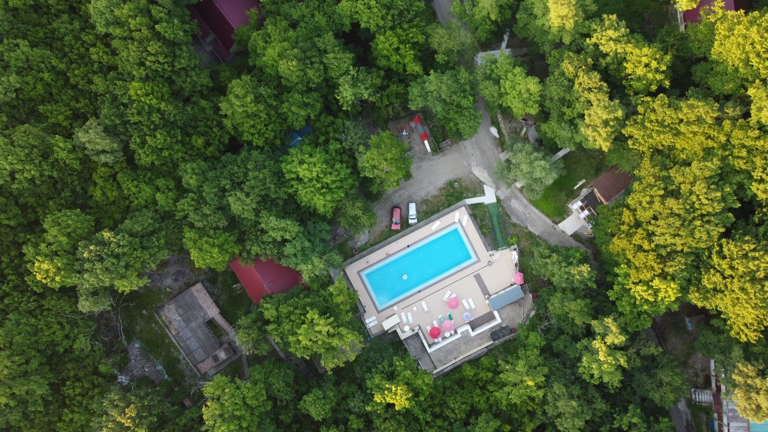 Фото Примула