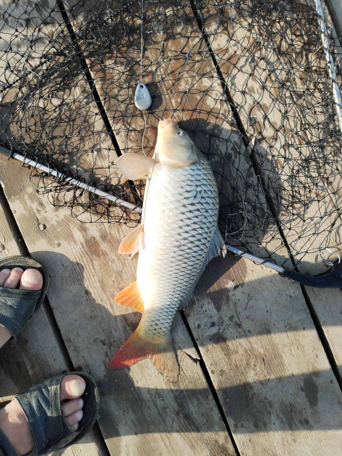 Фото Уваринка