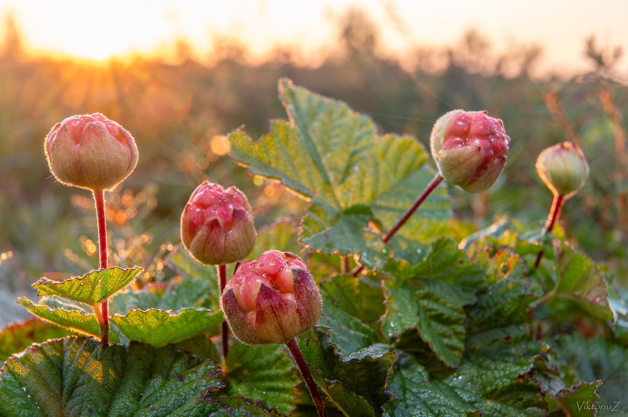Фото Печора