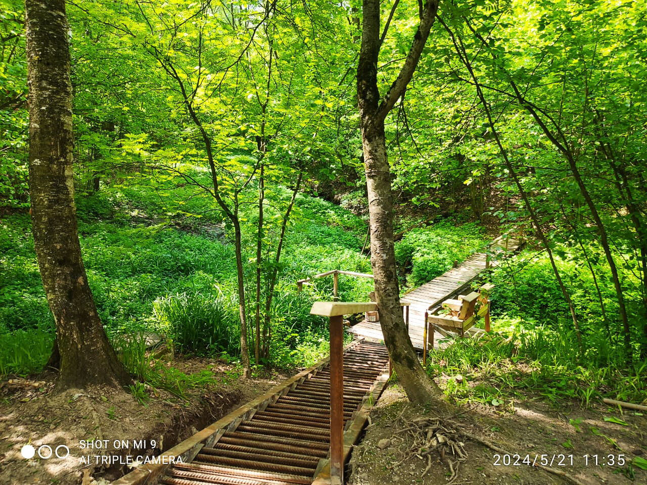 Фото Ореховая роща