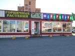 Цветы фейерверки (Mikhaila Petrova Street, 29В), floristeria