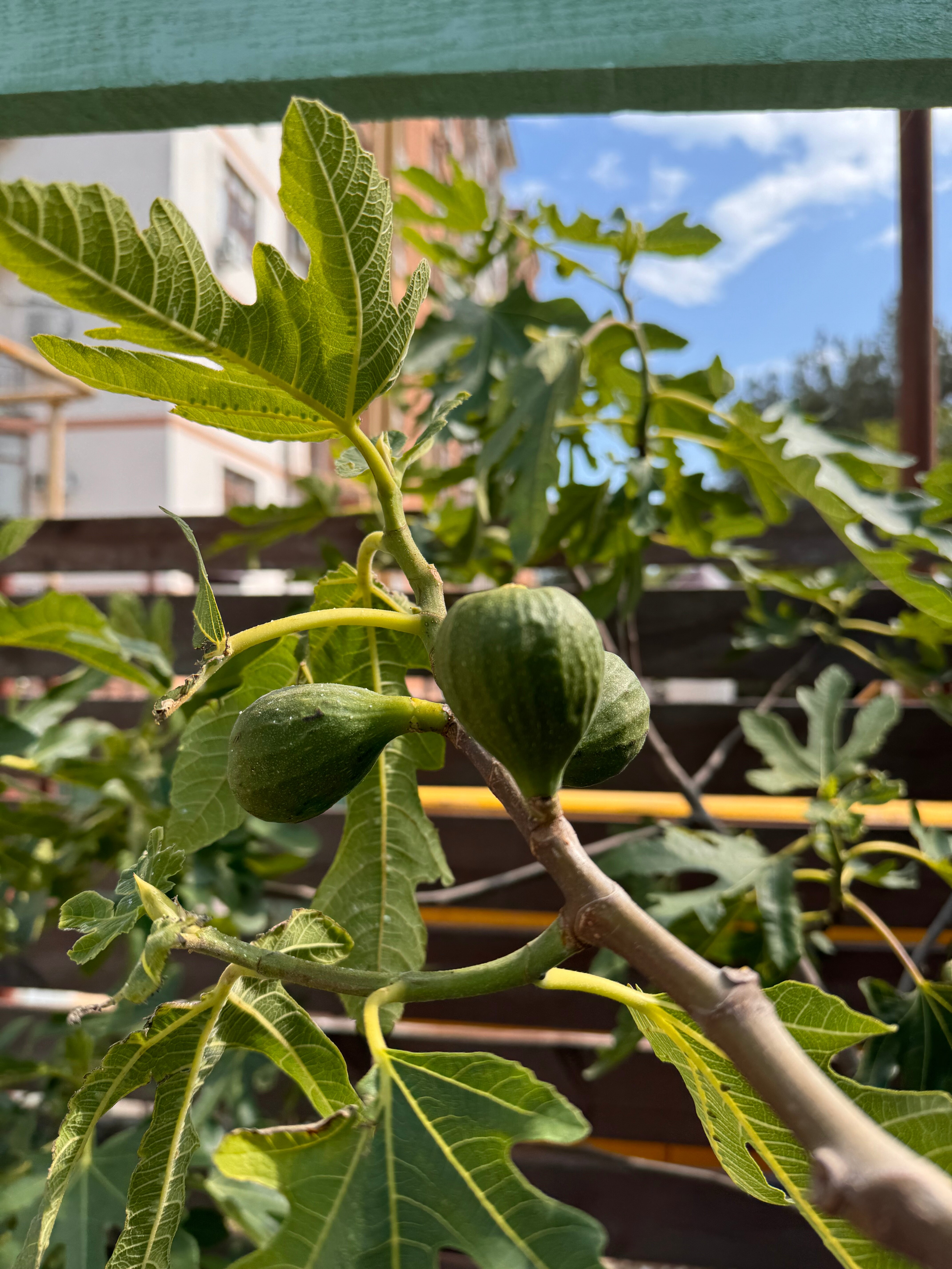 Фото Бирюза