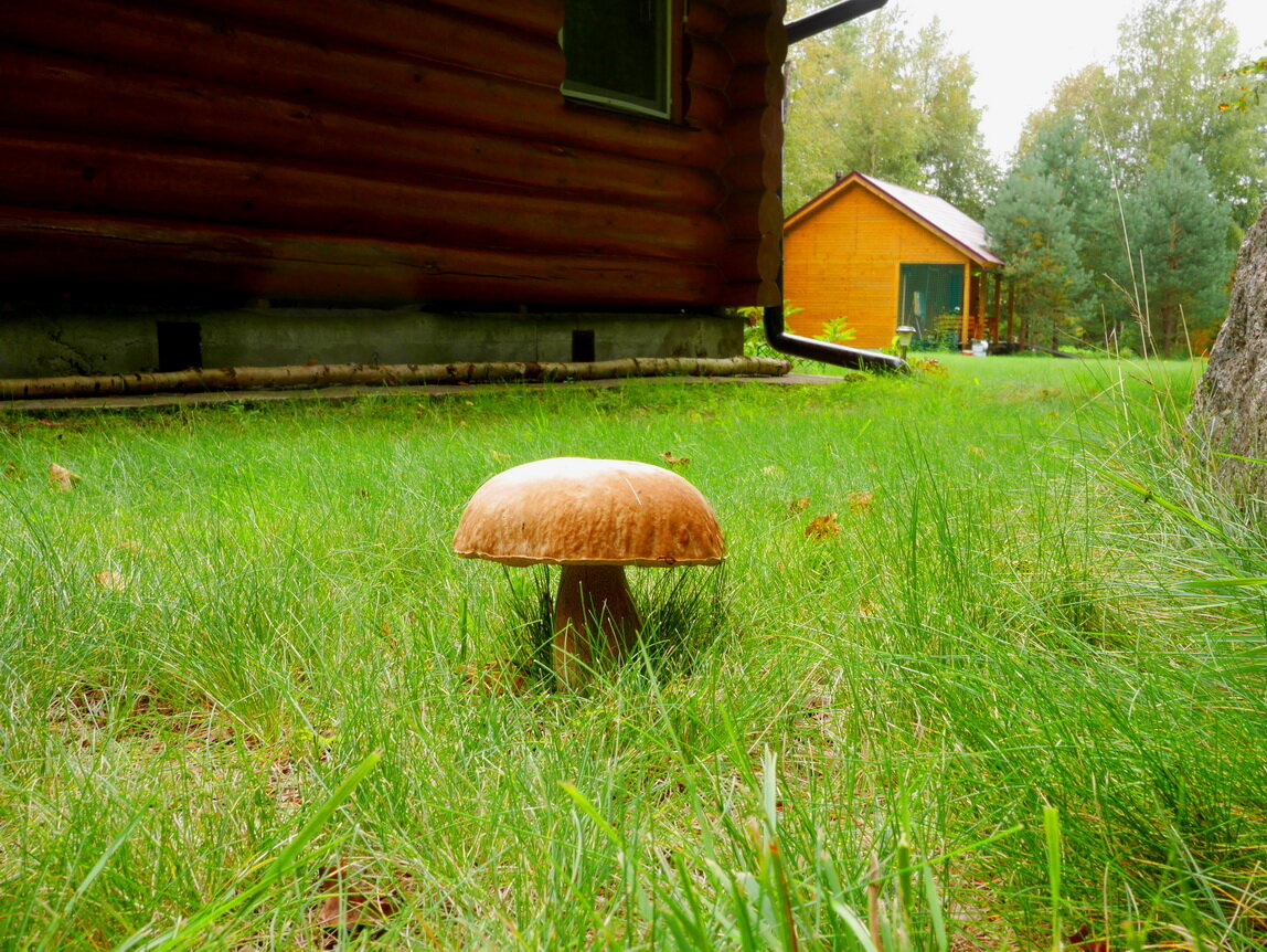 Фото Домик Коиви