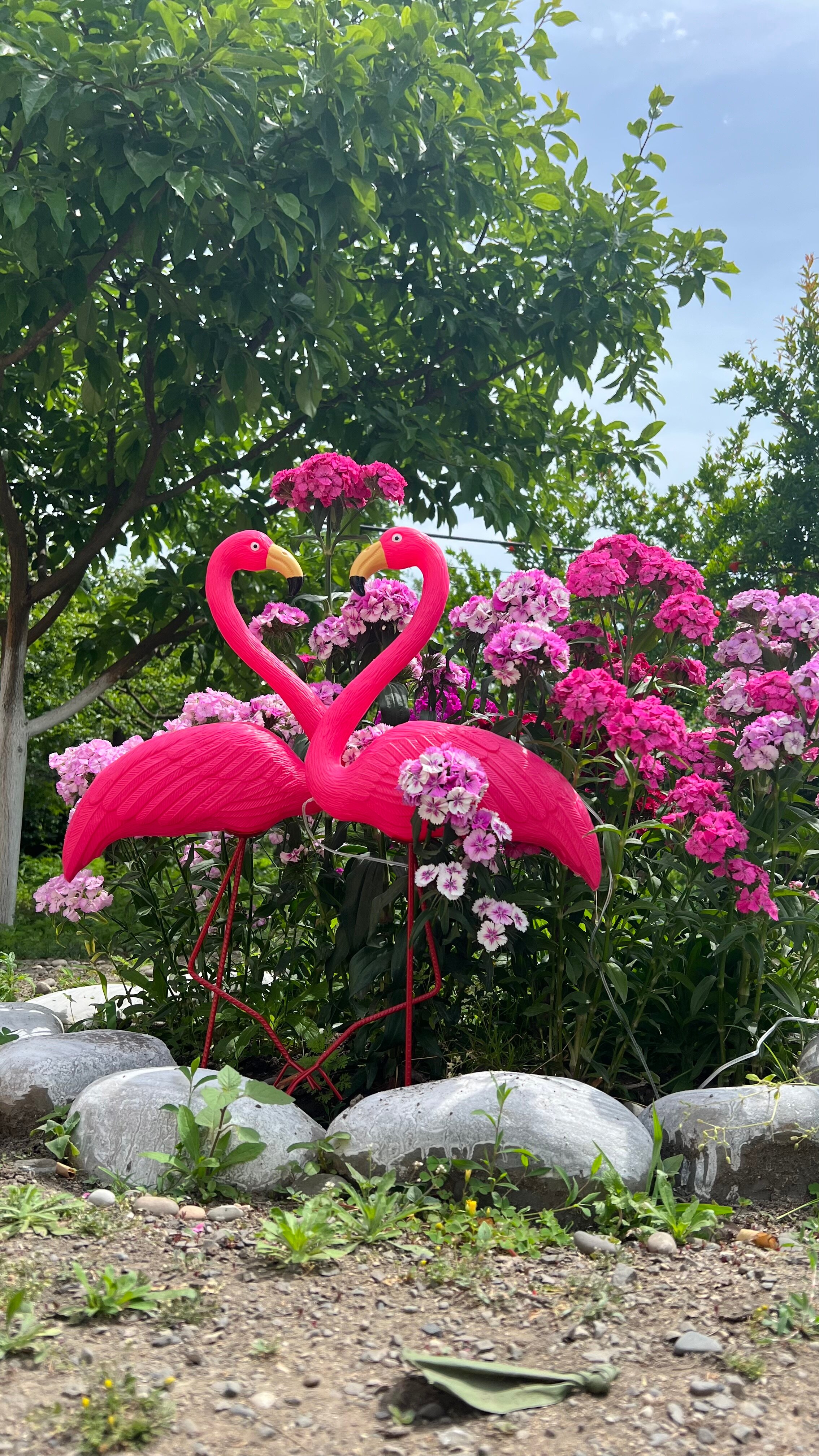 Фото Самурская Жемчужина