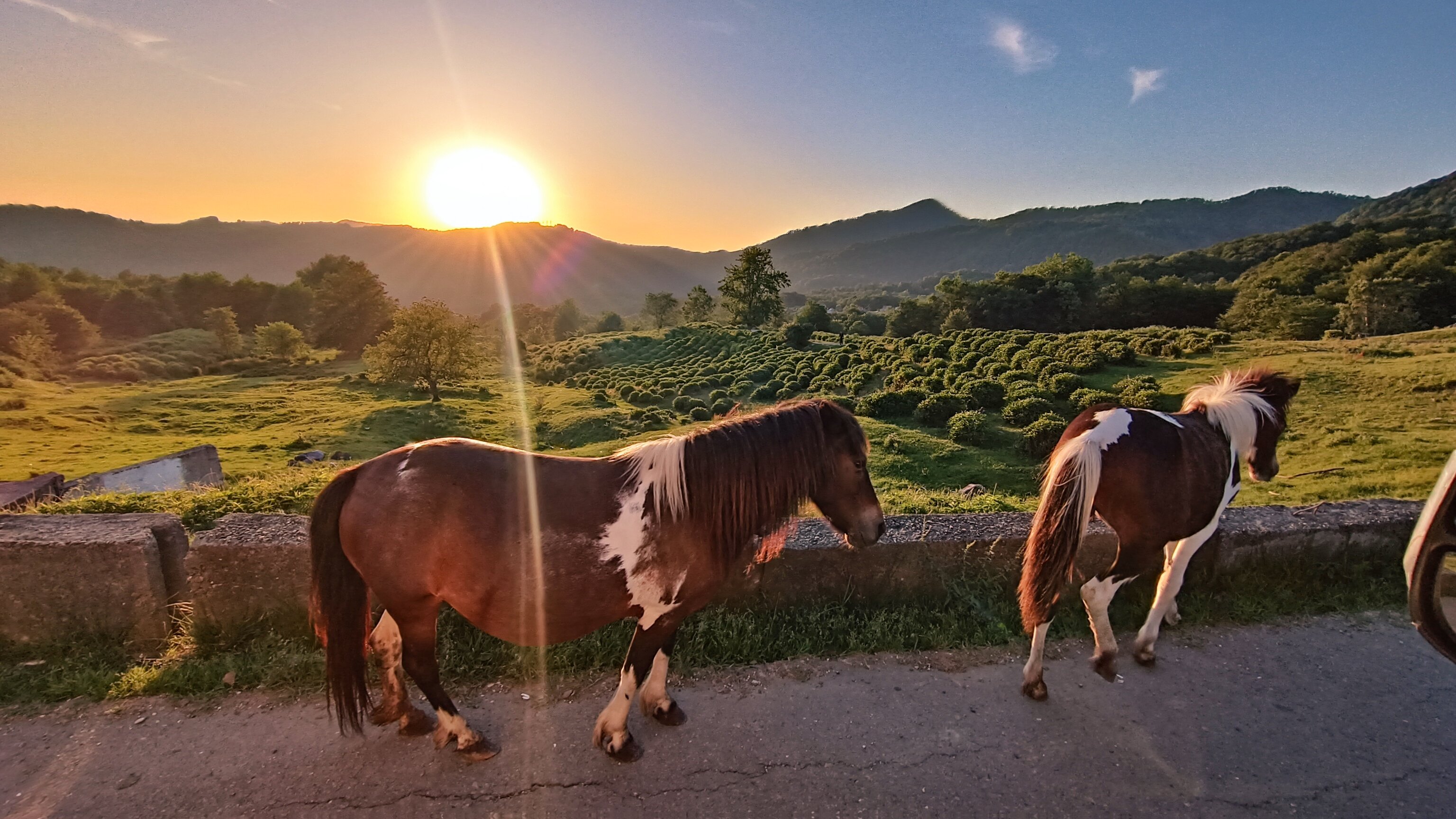 Фото Воронцовская Дача
