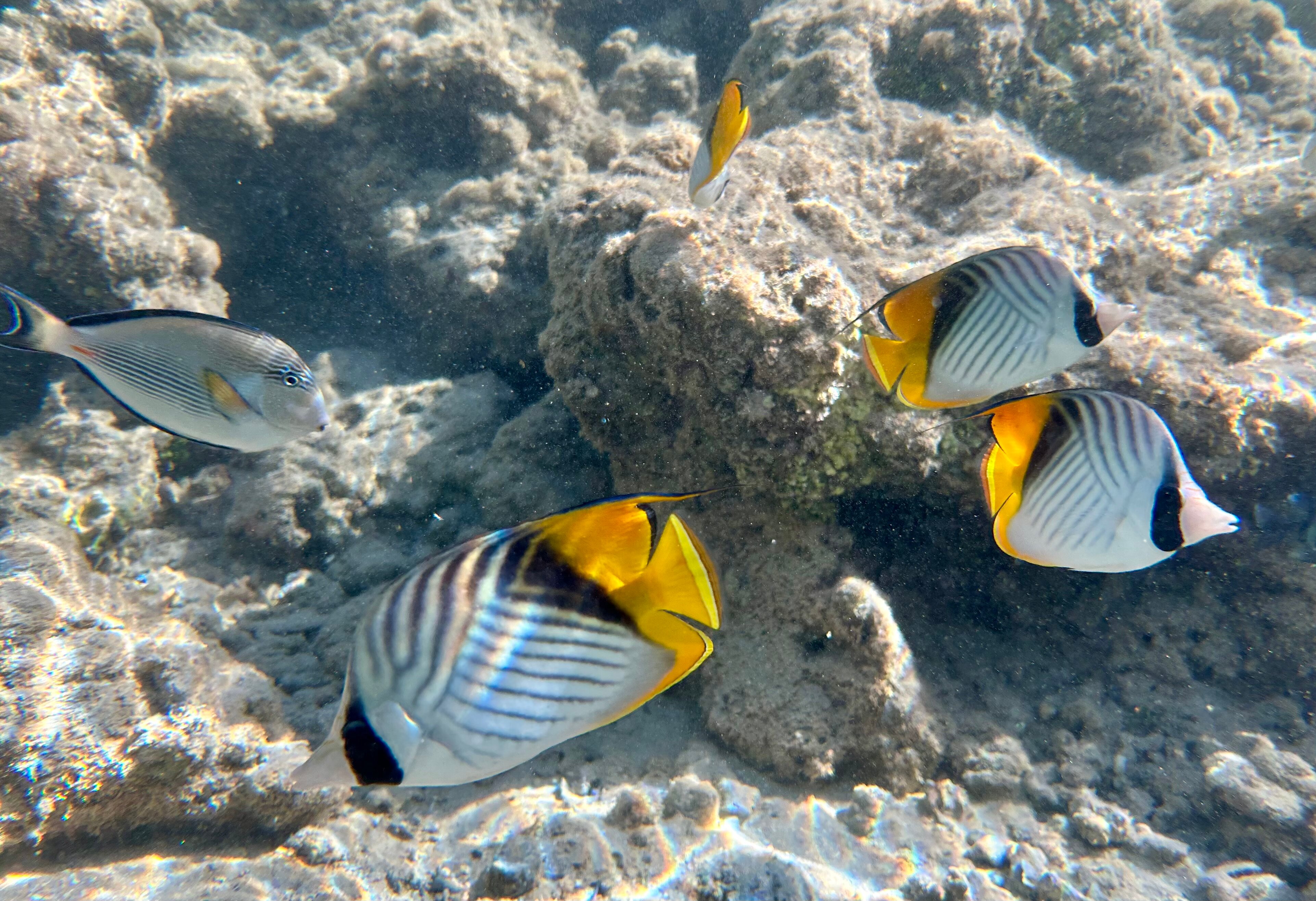 Фото Nubian Village Hotel