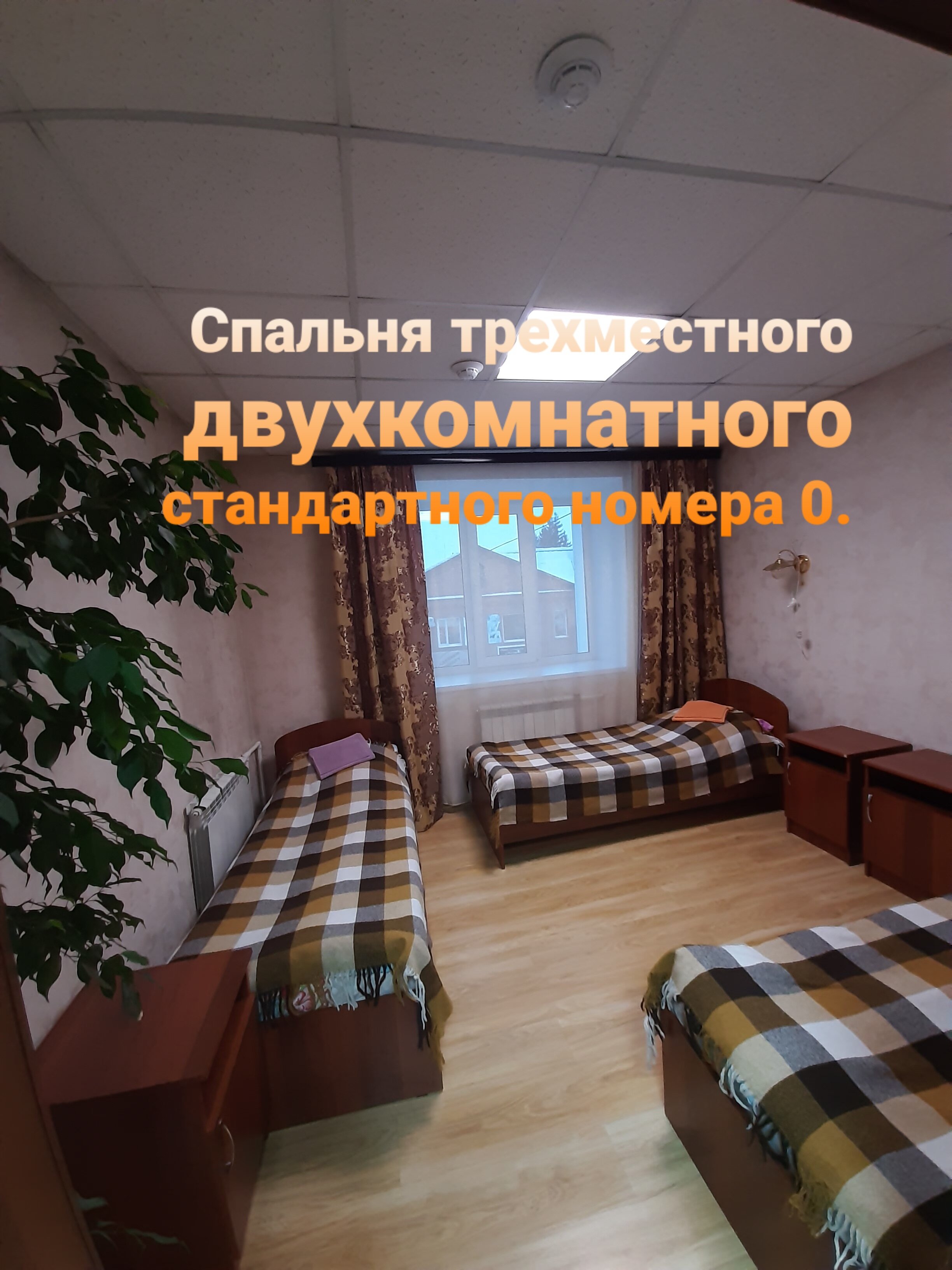 Фото Колибри