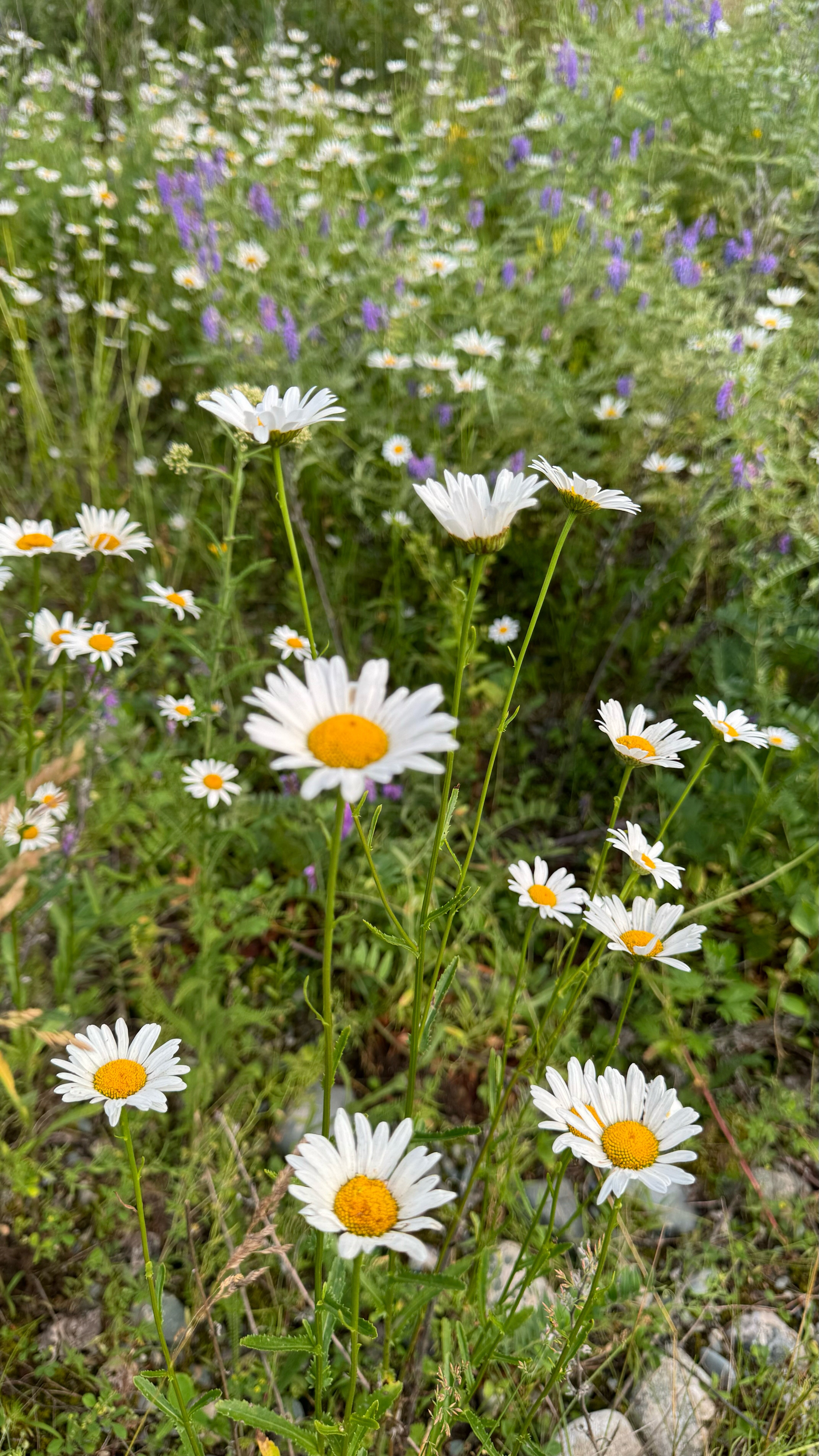 Фото Маруся