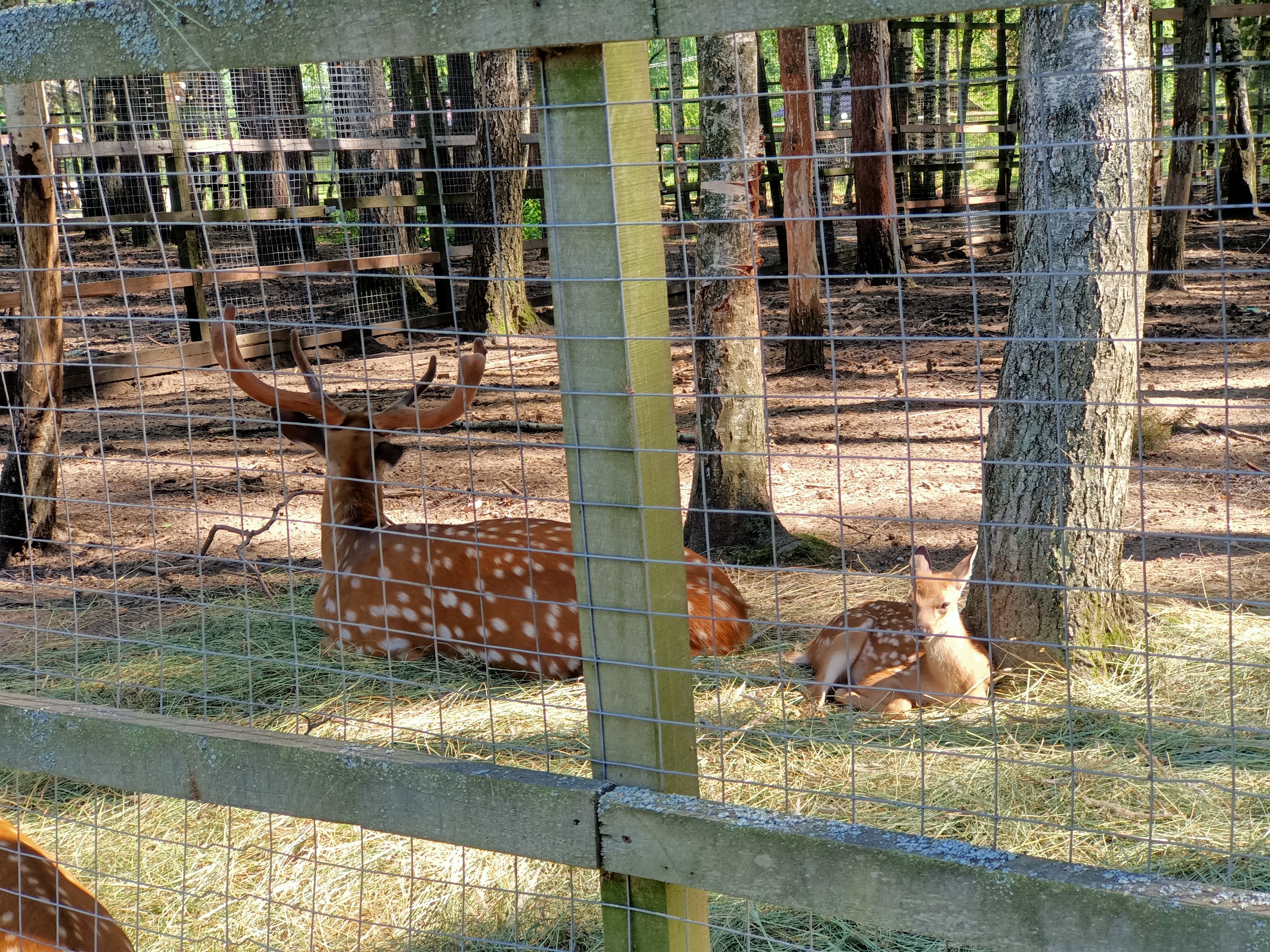 Фото Парк-отель Красновидово