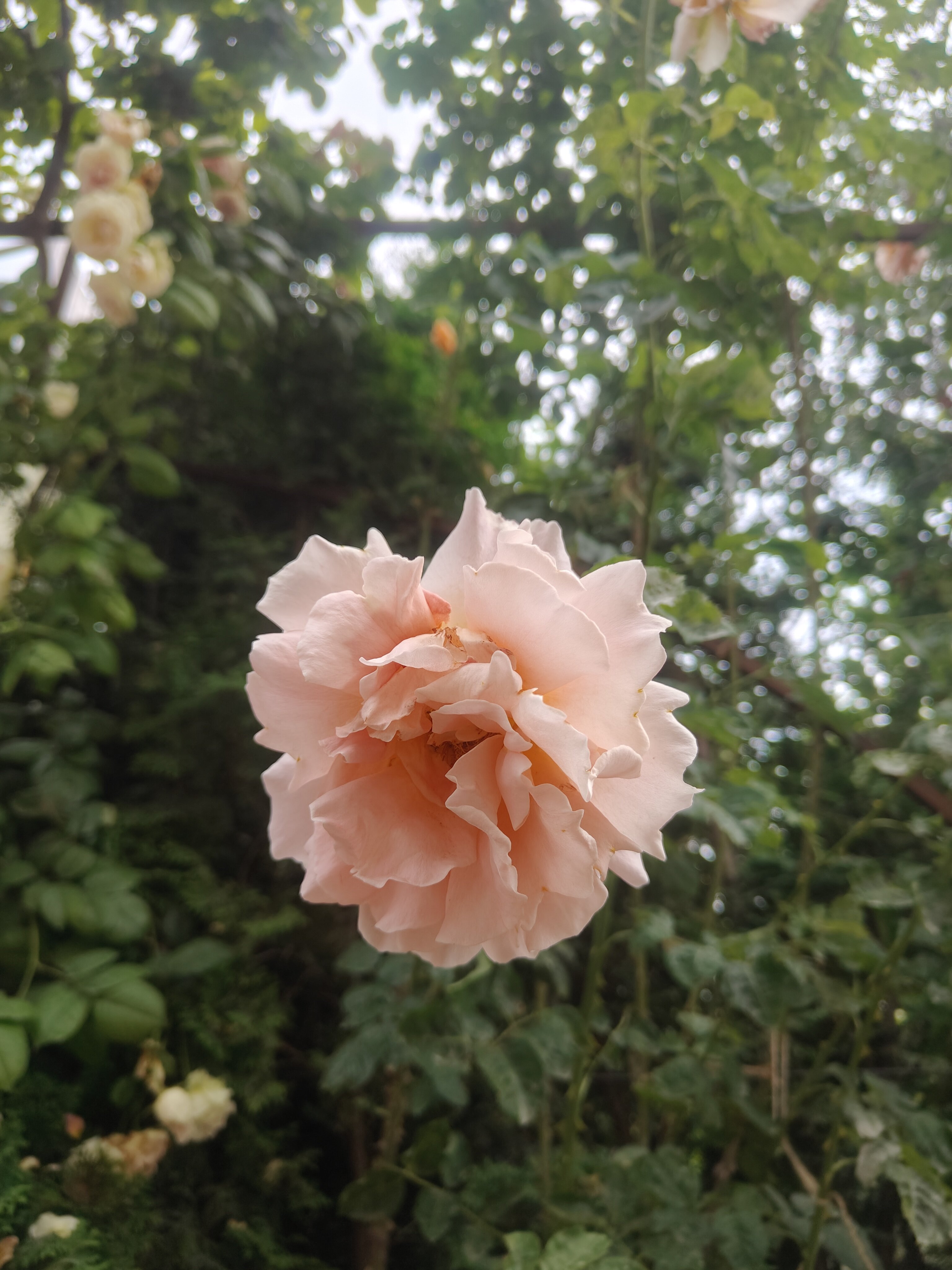 Фото Ассоль Судак