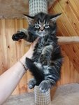 Island Cat (Kommunisticheskaya Street, 131/54), vivero de animales