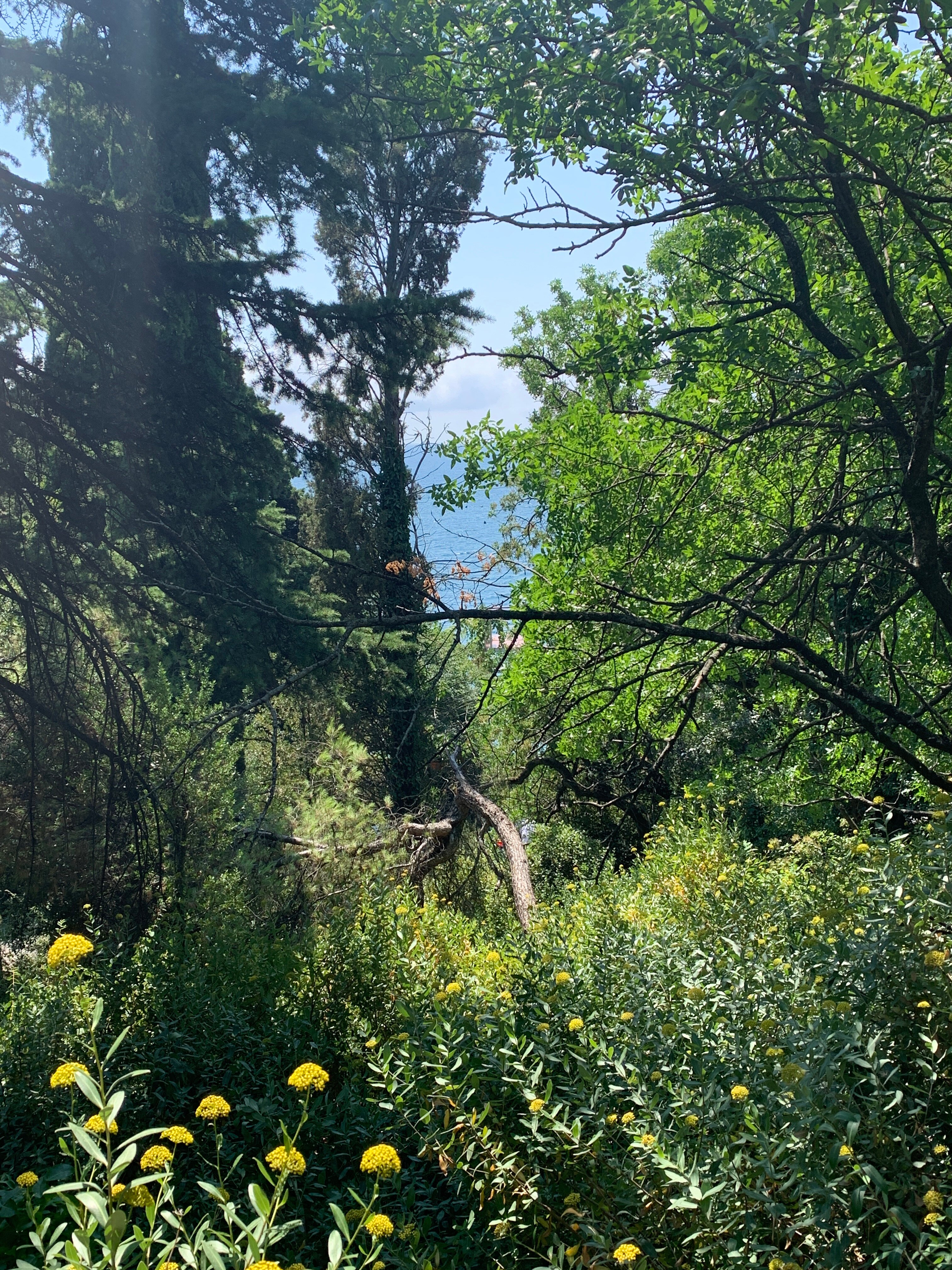 Фото Мисхорский парк