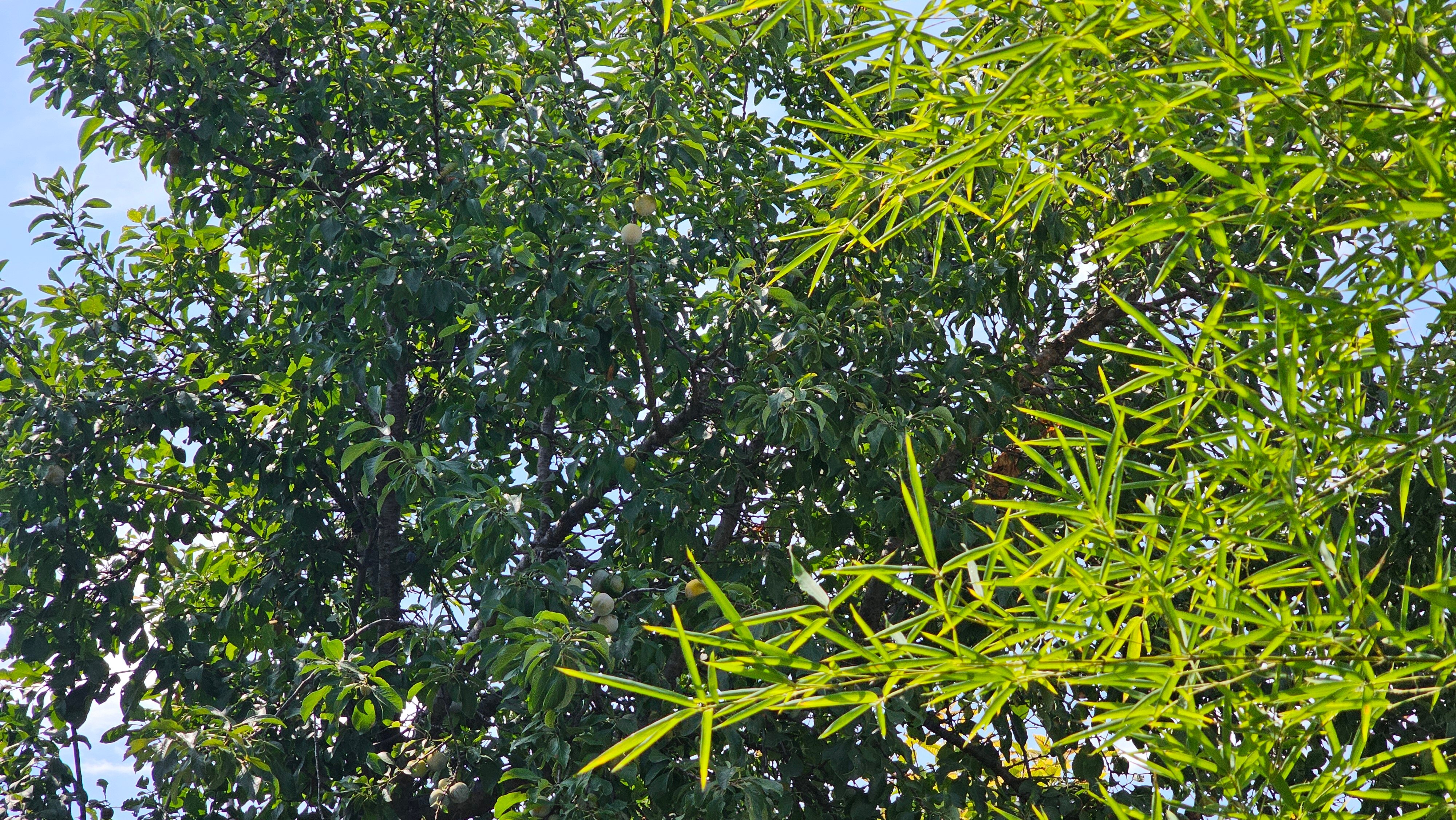 Фото Абажур