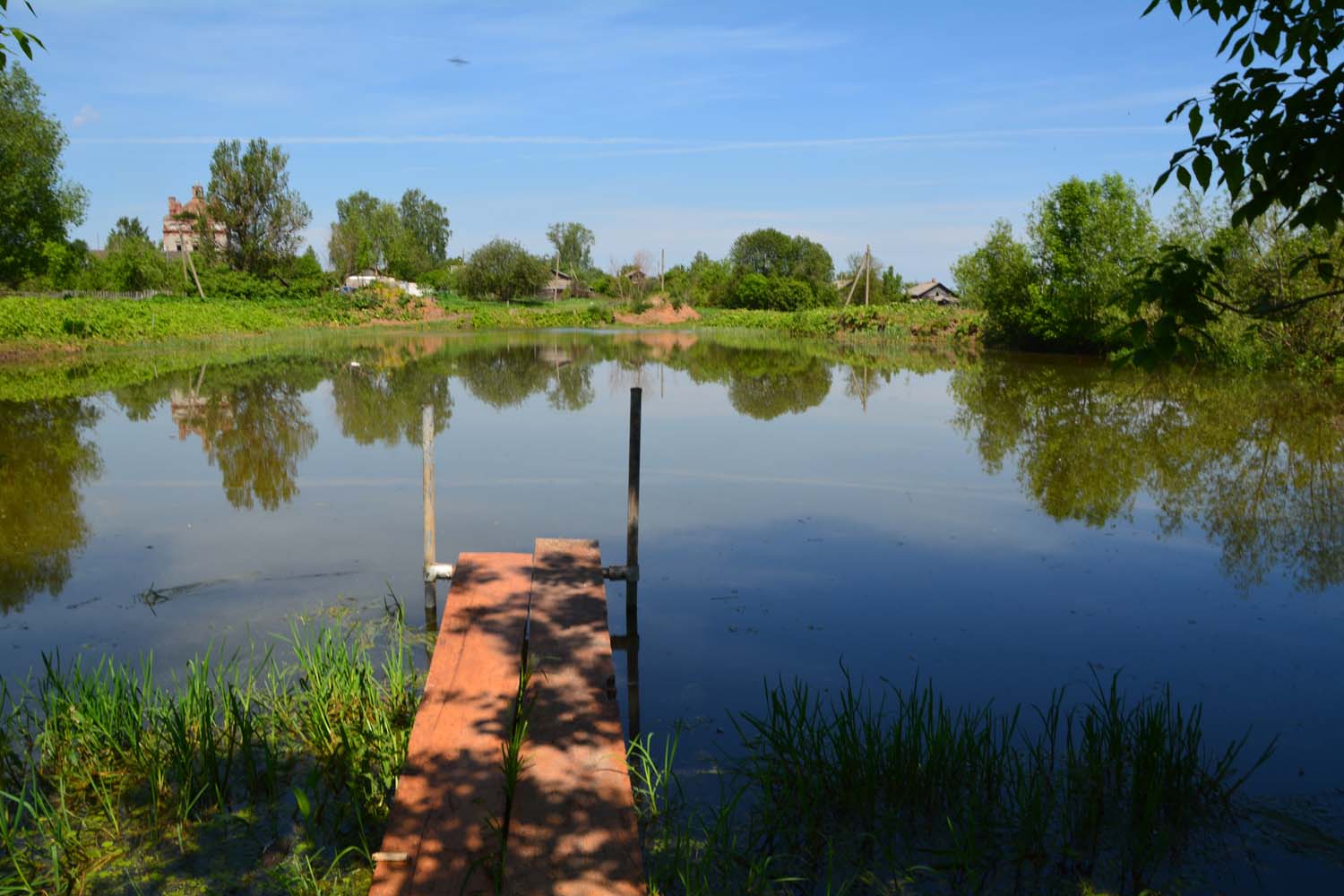 Фото Лес среди болот
