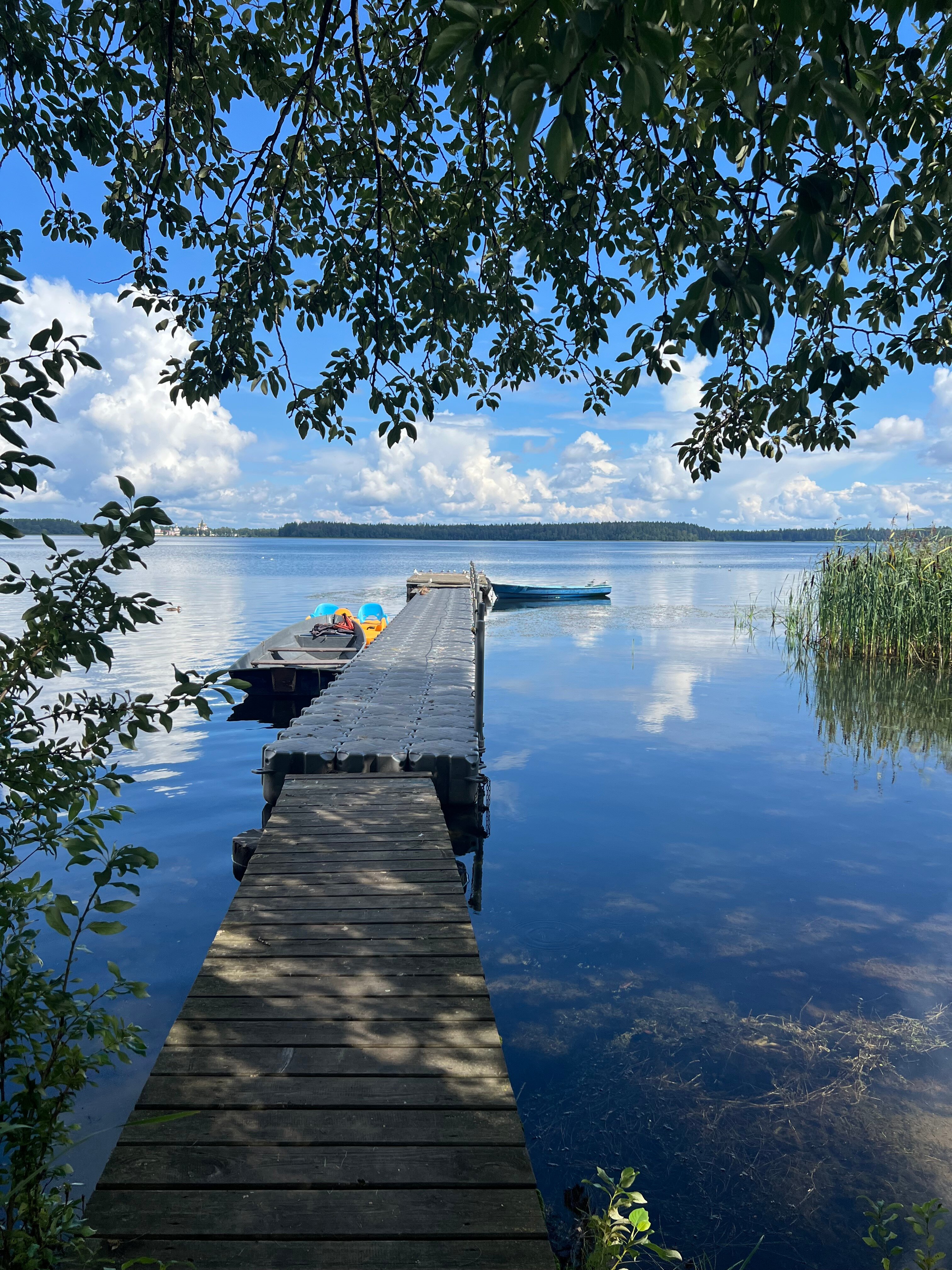 Фото Сорока